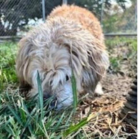 Whiskey, an adopted Poodle in Stagecoach, NV image 2/5