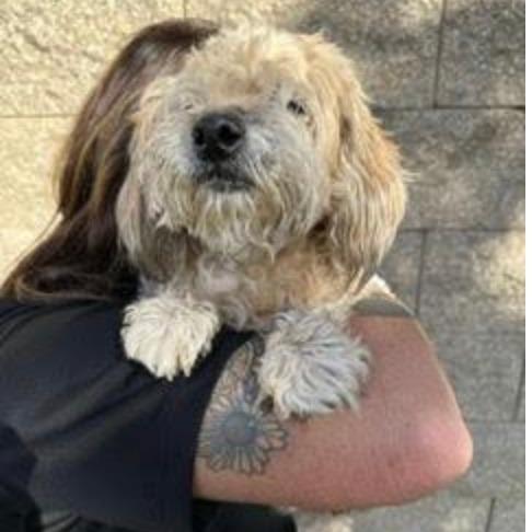 Whiskey, an adopted Poodle in Stagecoach, NV image 3/5