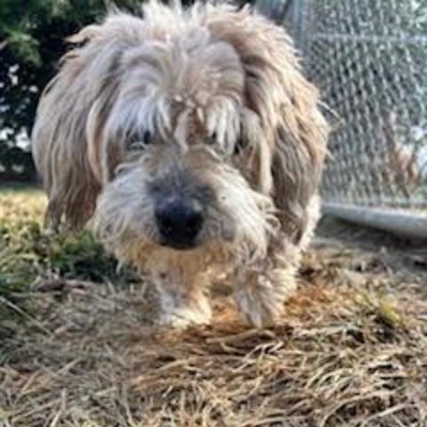 Whiskey, an adopted Poodle in Stagecoach, NV image 4/5