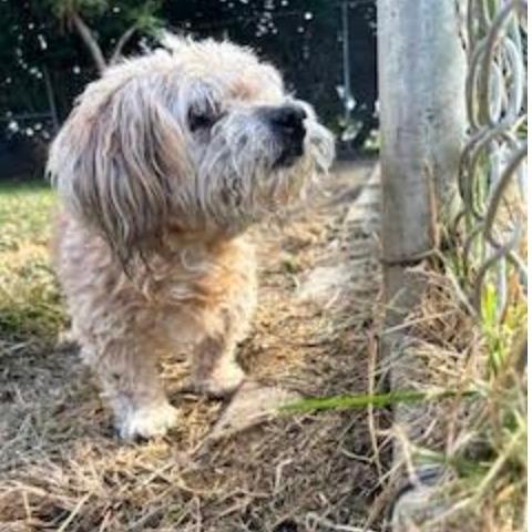 Whiskey, an adopted Poodle in Stagecoach, NV image 5/5