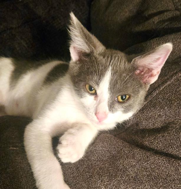 Gizmo (GF)