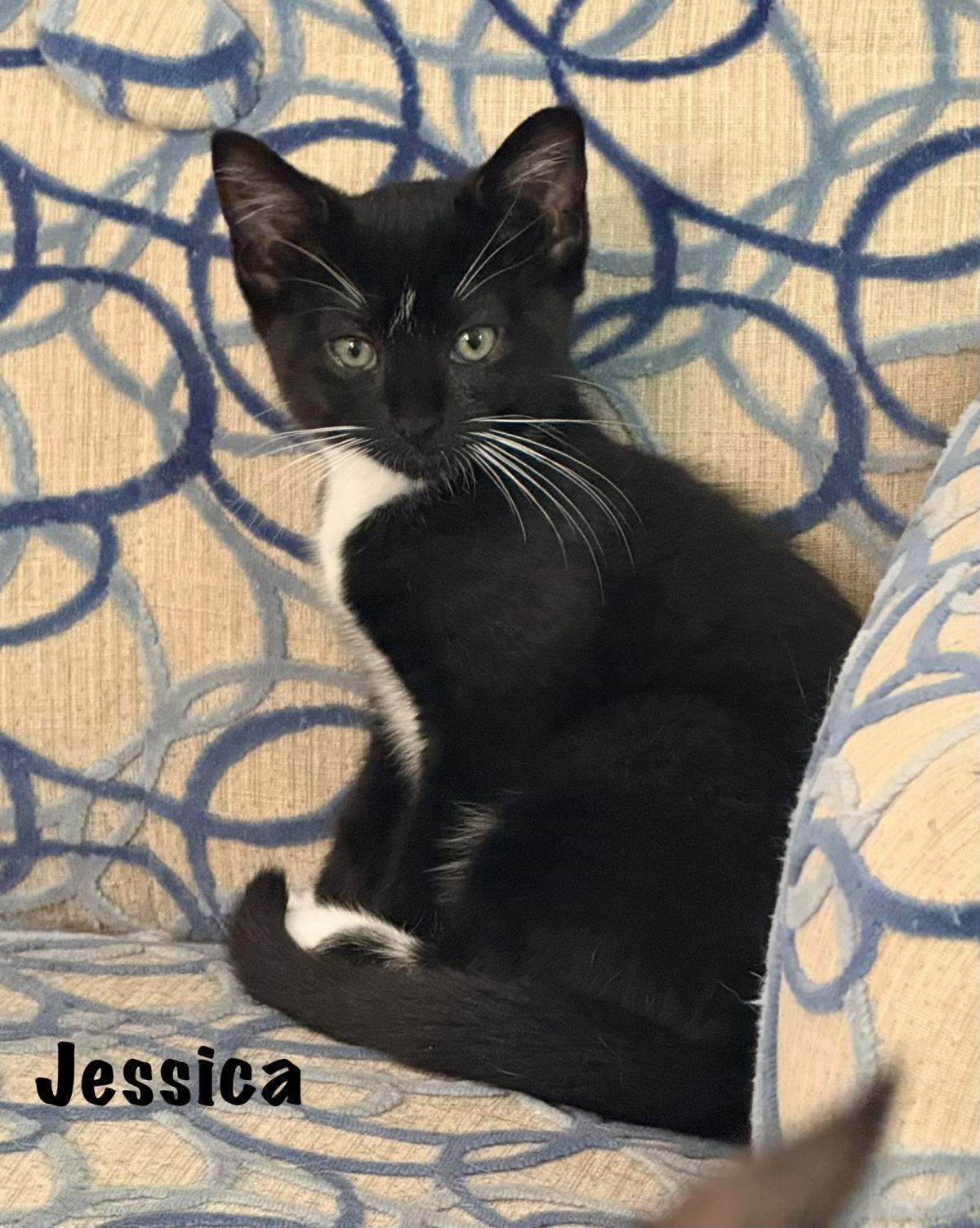 Jessica, Adoptable, Kitten Female Domestic Short Hair & Tuxedo.