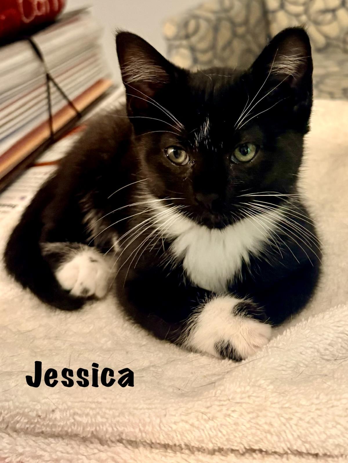 Jessica, Adoptable, Kitten Female Domestic Short Hair & Tuxedo.