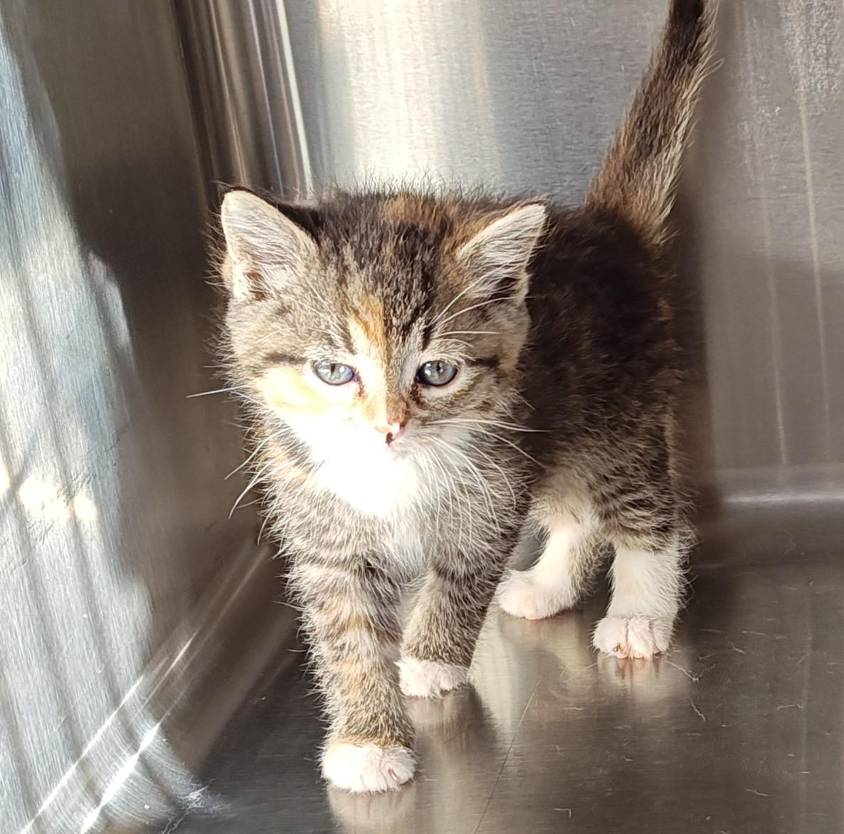 Storm, a Adoptable Domestic Short Hair in Wahpeton, ND image 1/5