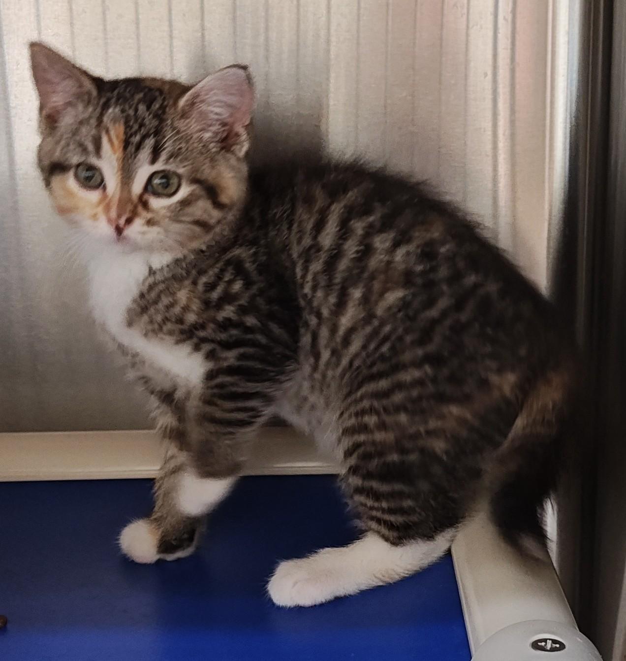 Storm, Adoptable, Young Female Domestic Short Hair.