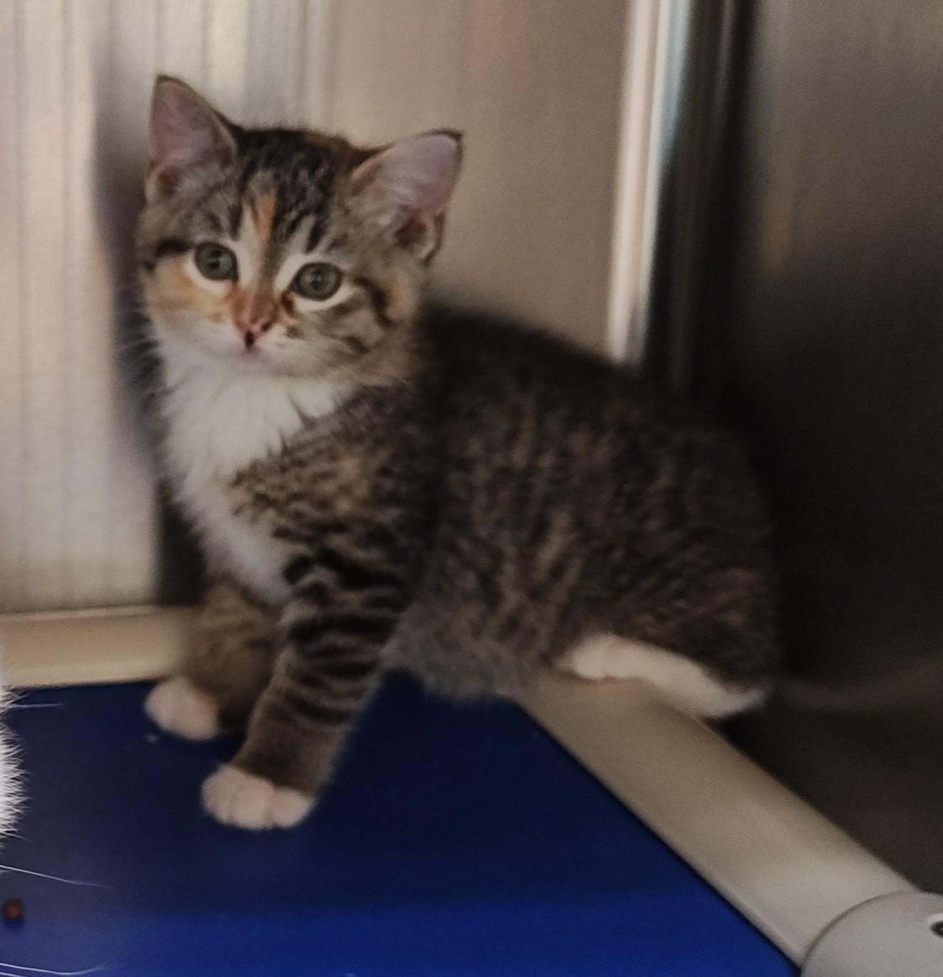 Storm, a Adoptable Domestic Short Hair in Wahpeton, ND image 3/5