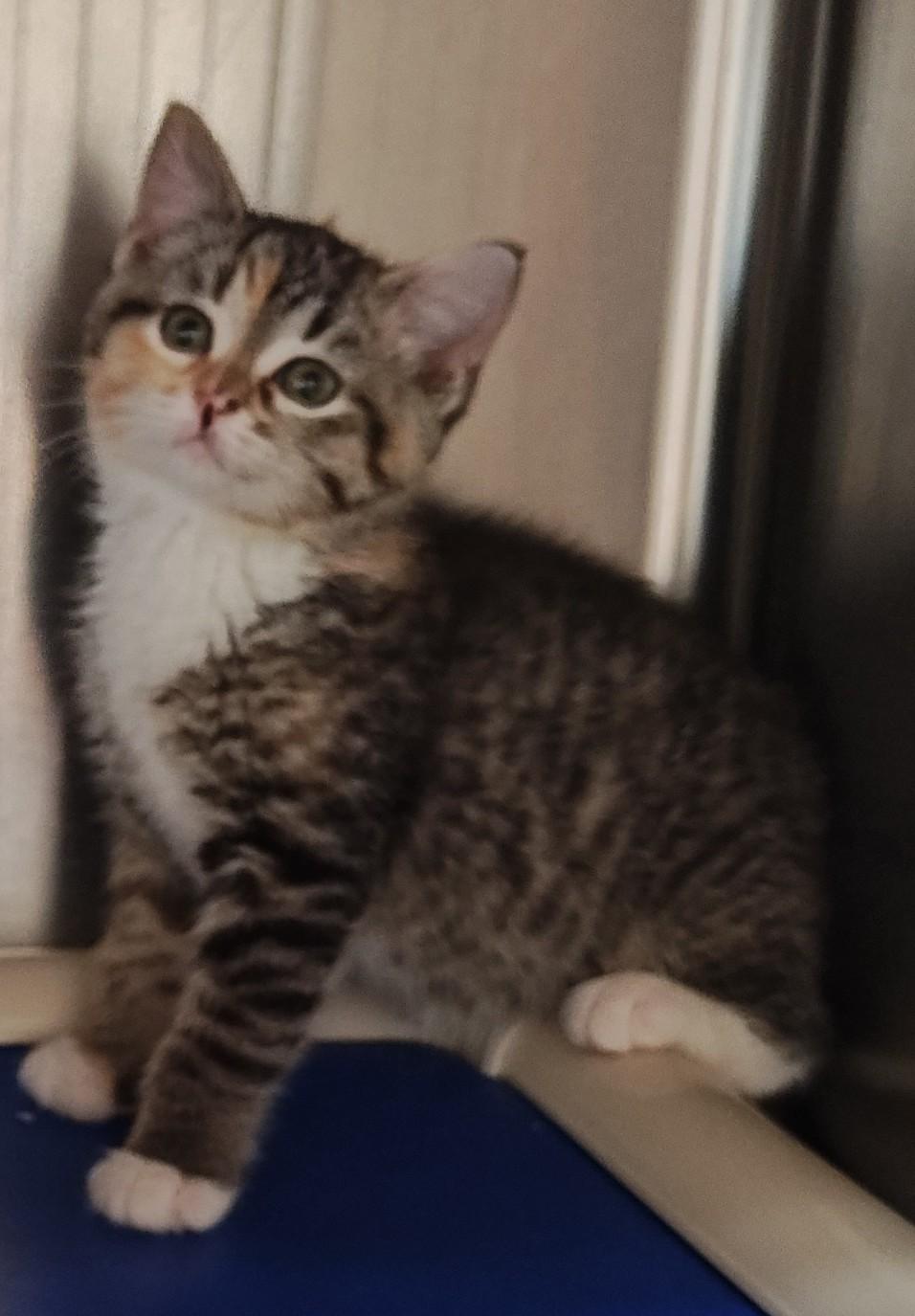 Storm, a Adoptable Domestic Short Hair in Wahpeton, ND image 4/5