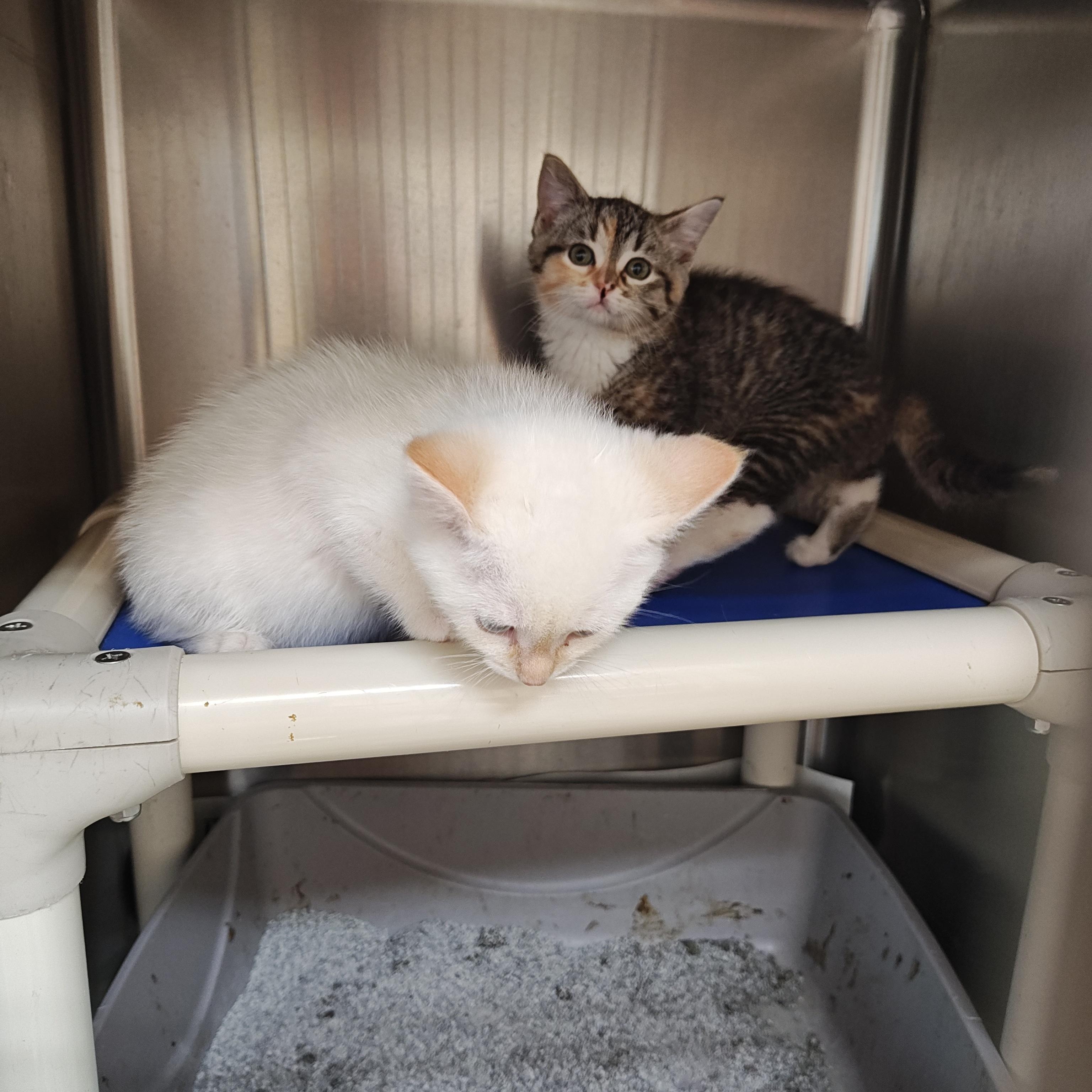 Storm, a Adoptable Domestic Short Hair in Wahpeton, ND image 5/5