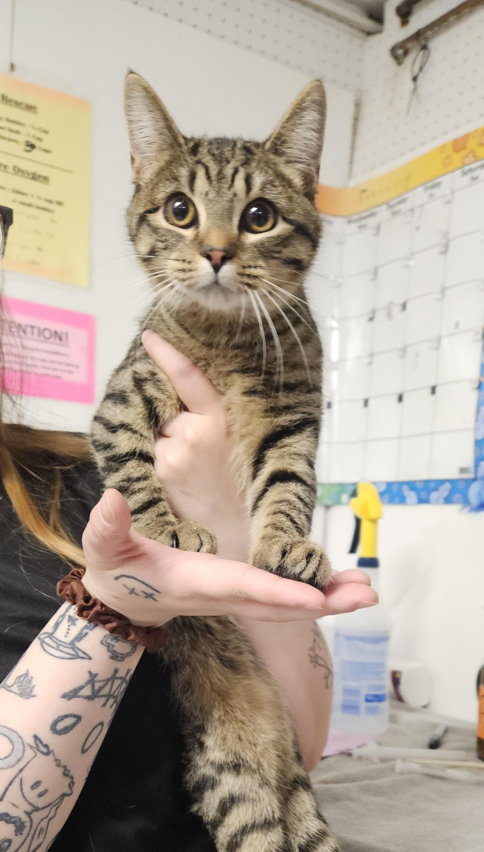 Enlarge Recluse, a ADOPTABLE Domestic Short Hair in Claremont, NH image 1/1