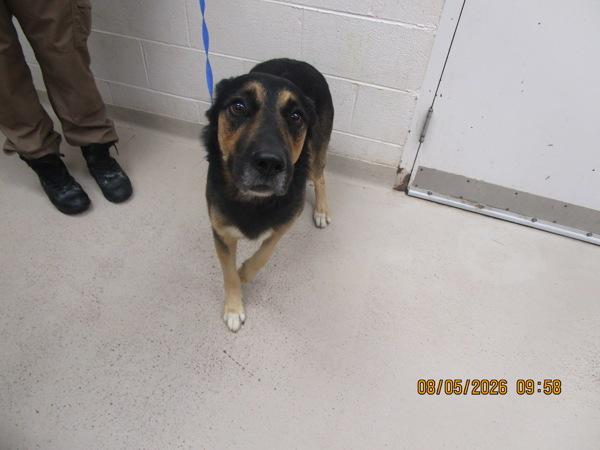 Chacey(801), Adoptable, Adult Male German Shepherd Dog.