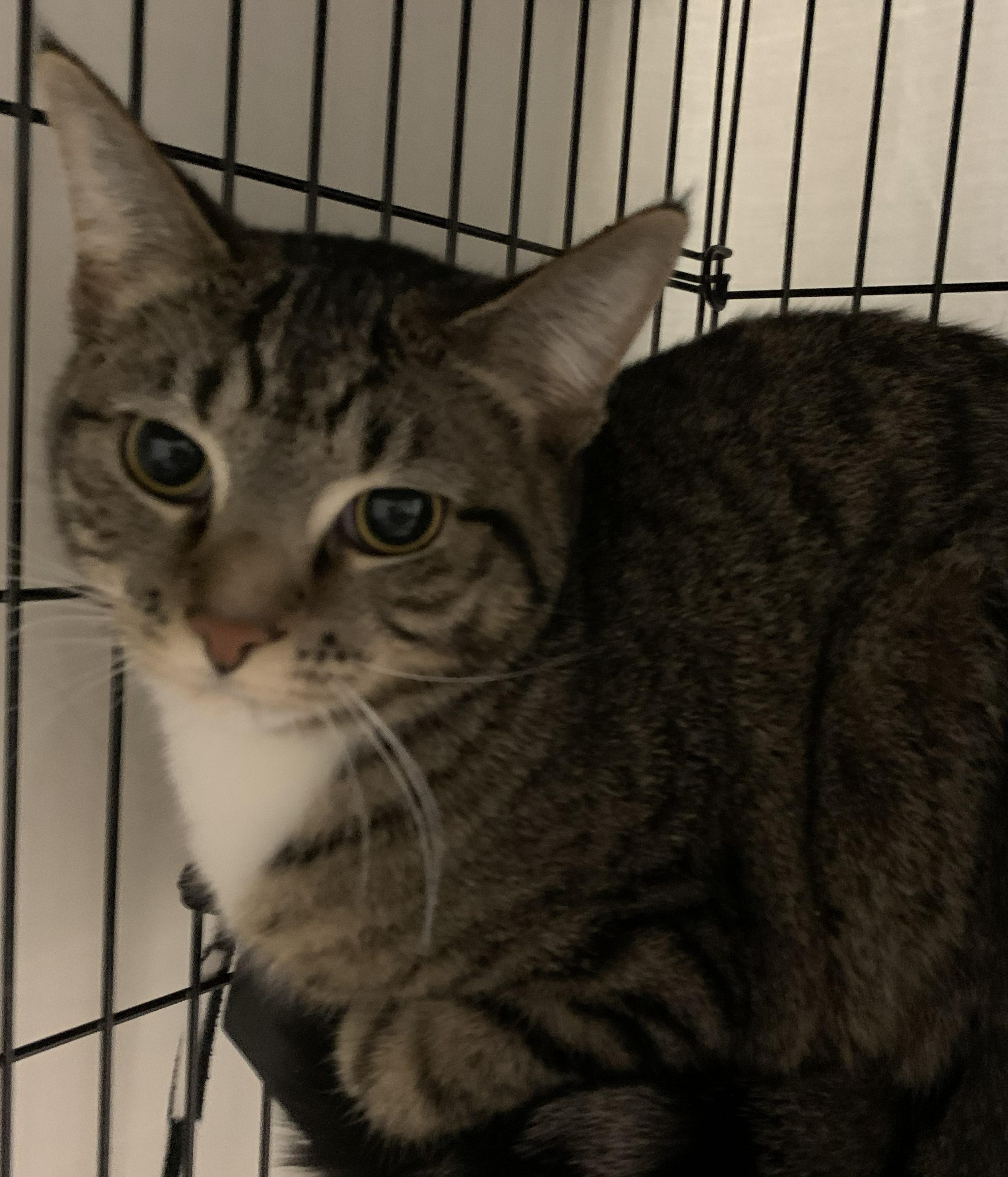 Zabrina25, ADOPTABLE, Young Female Domestic Short Hair.