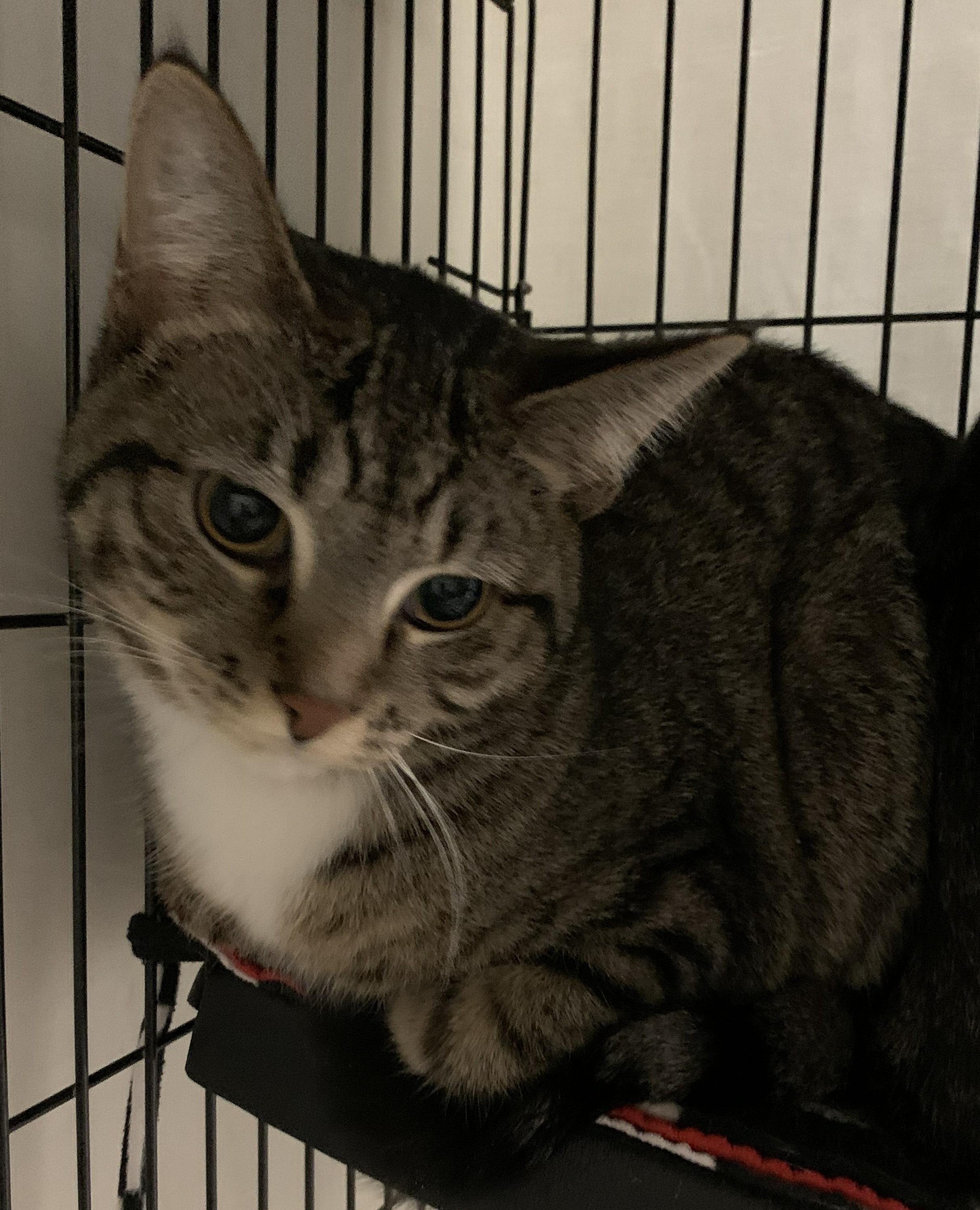 Enlarge Zabrina25, a ADOPTABLE Domestic Short Hair in Milwaukee, WI image 3/3