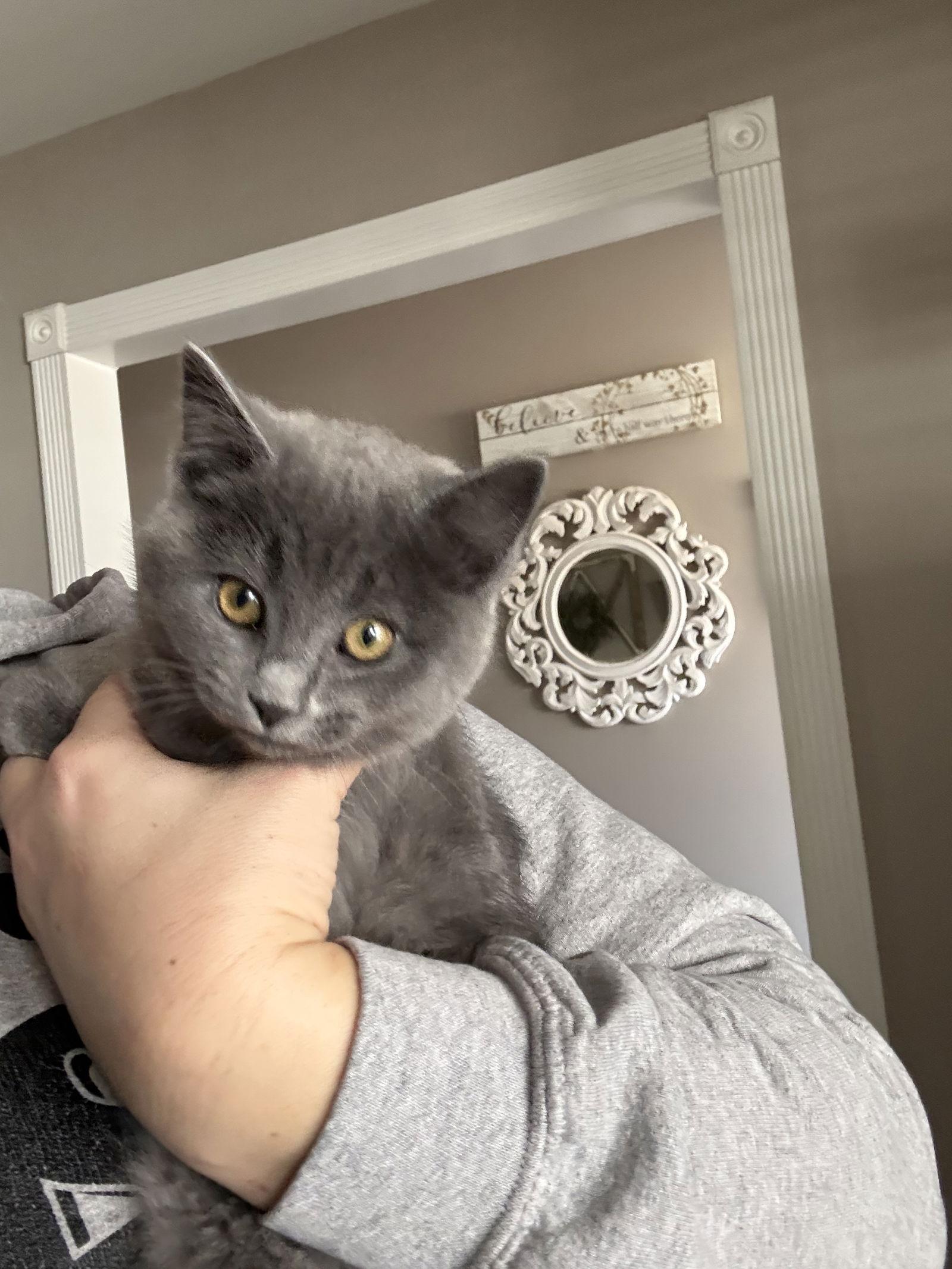 Enlarge Jinx, a Adoptable Domestic Short Hair in Fenton, MO image 1/1