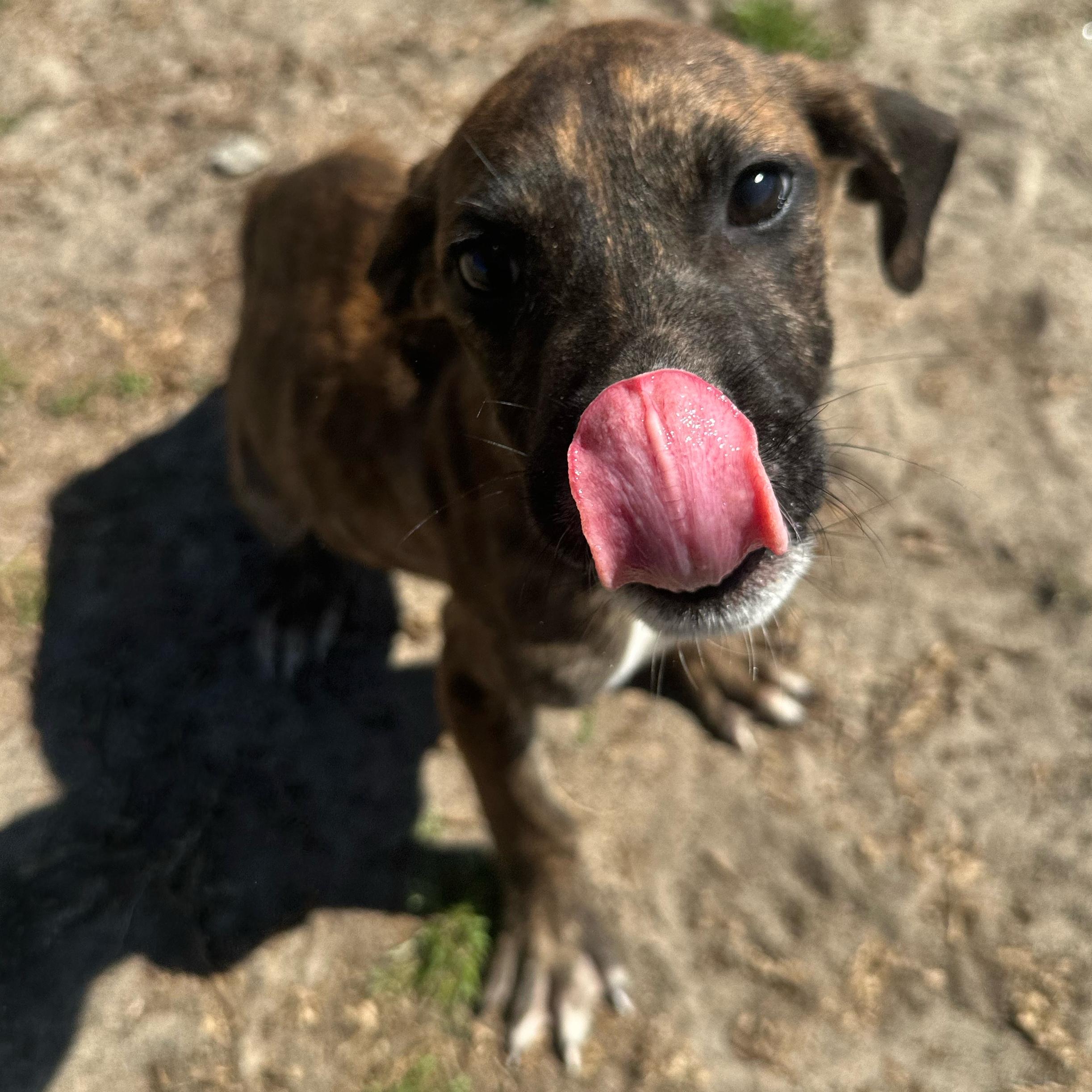 Enlarge Mickey, a ADOPTABLE mixed breed in Valdosta, GA image 2/4