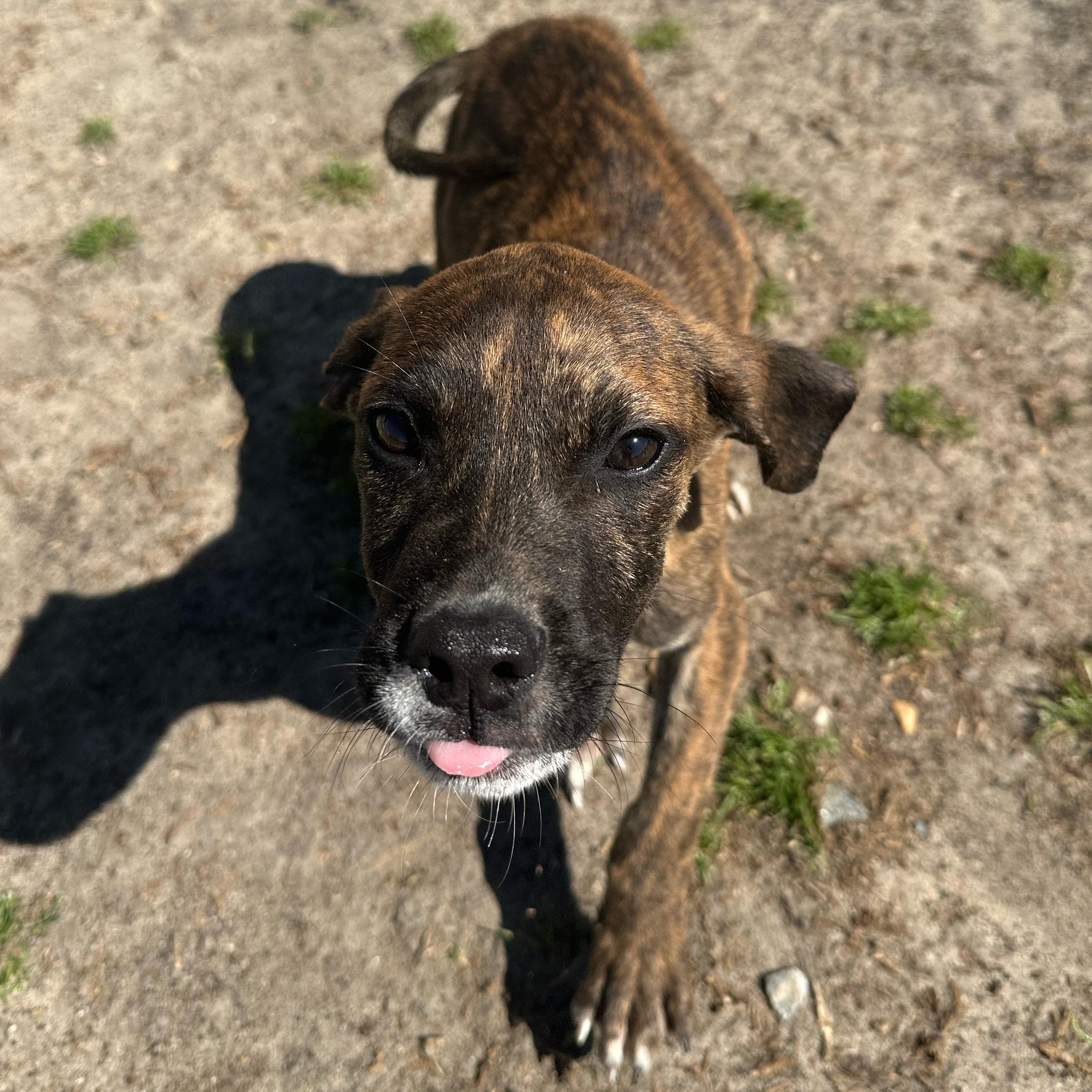 Enlarge Mickey, a ADOPTABLE mixed breed in Valdosta, GA image 3/4