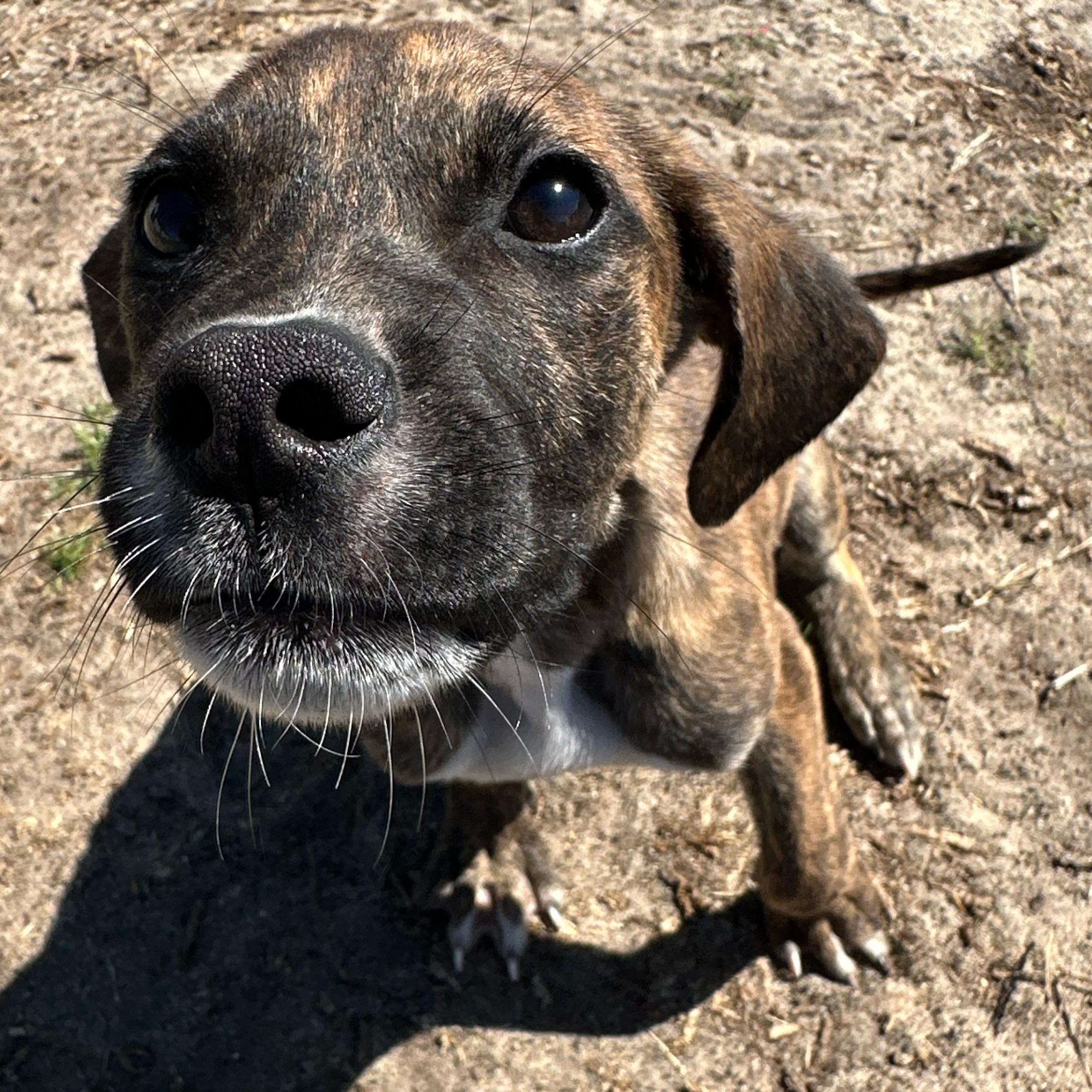 Enlarge Mickey, a ADOPTABLE mixed breed in Valdosta, GA image 1/4