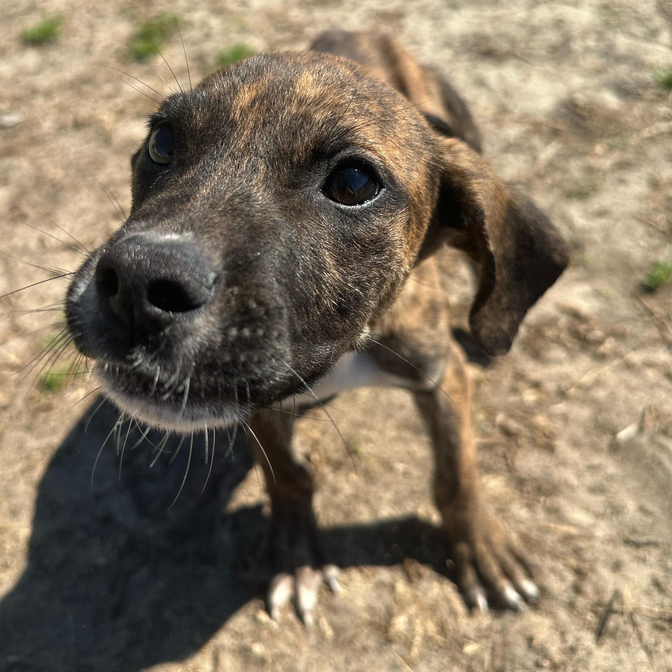 Enlarge Mickey, a ADOPTABLE mixed breed in Valdosta, GA image 4/4