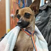 Enlarge Zoe, an adopted mixed breed in KITCHENER, ON image 1/1