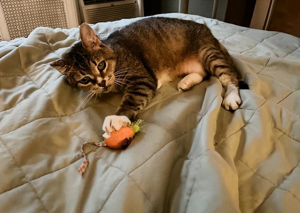 Enlarge FANNY, a Adoptable Domestic Short Hair in Philadelphia, PA image 2/5