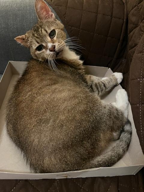 Enlarge FANNY, a Adoptable Domestic Short Hair in Philadelphia, PA image 3/5