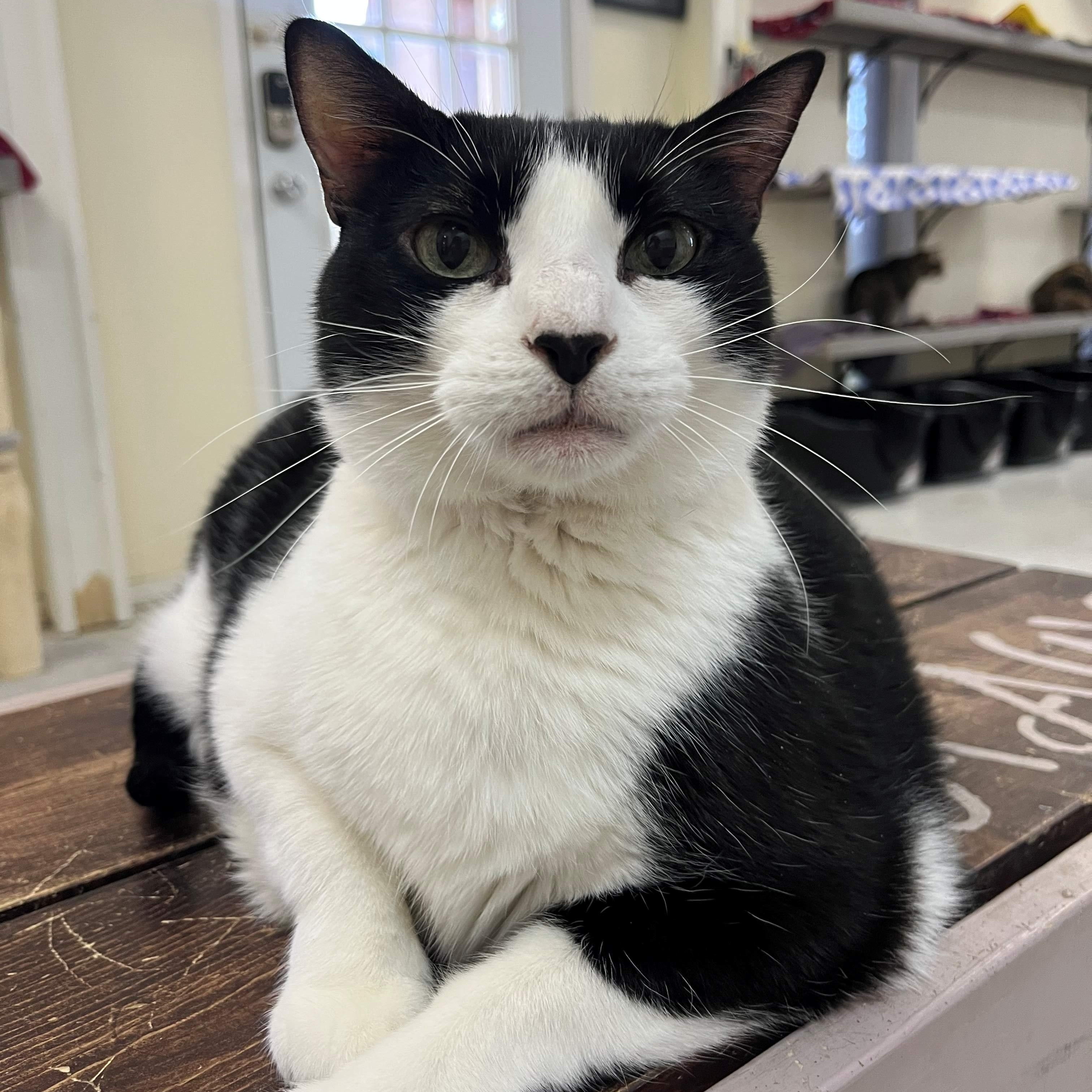 Watermelon, a Adoptable Domestic Short Hair in Baton Rouge, LA image 2/2