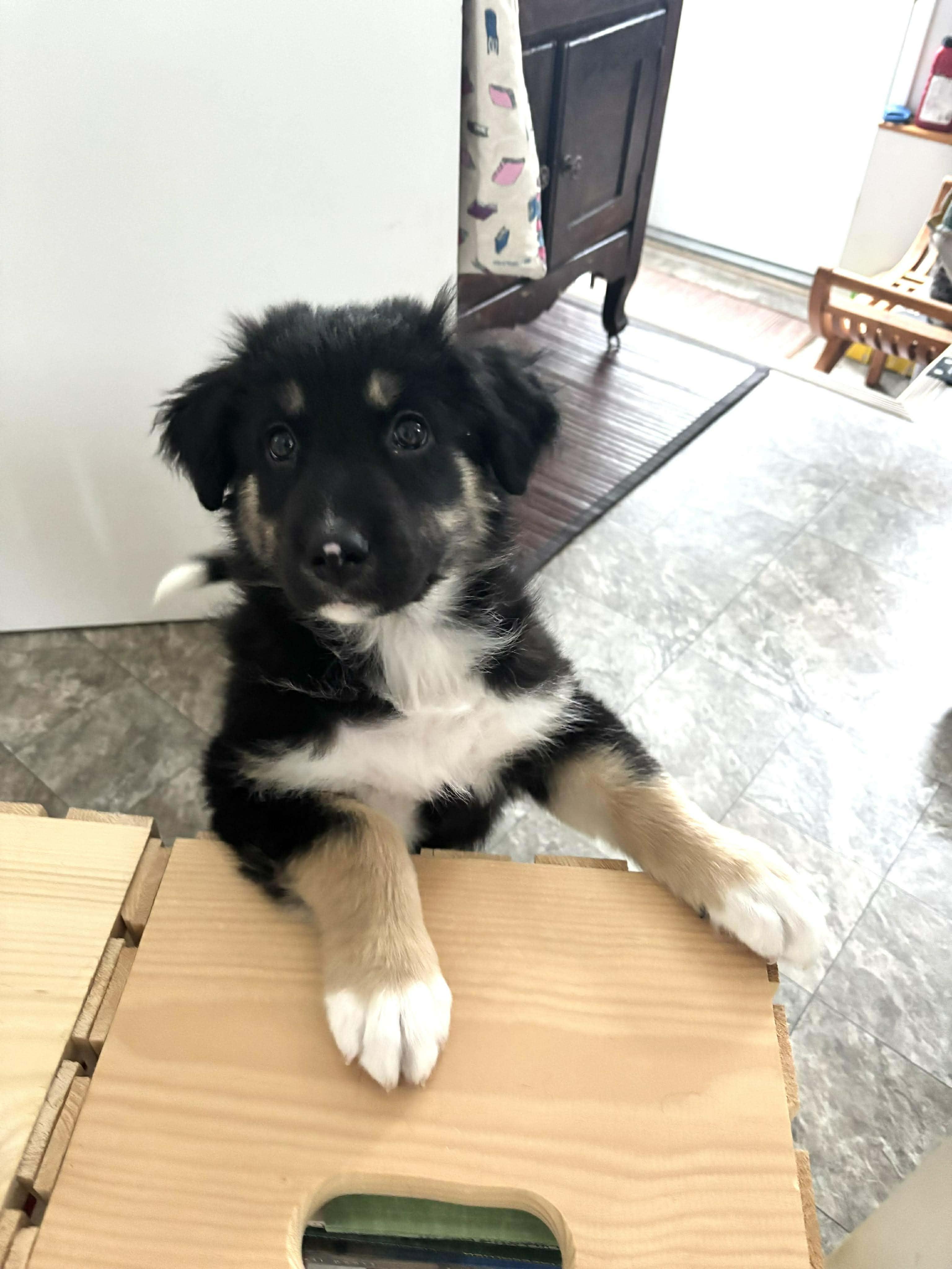 Frankie, adoptable, Puppy Female German Shepherd Dog.