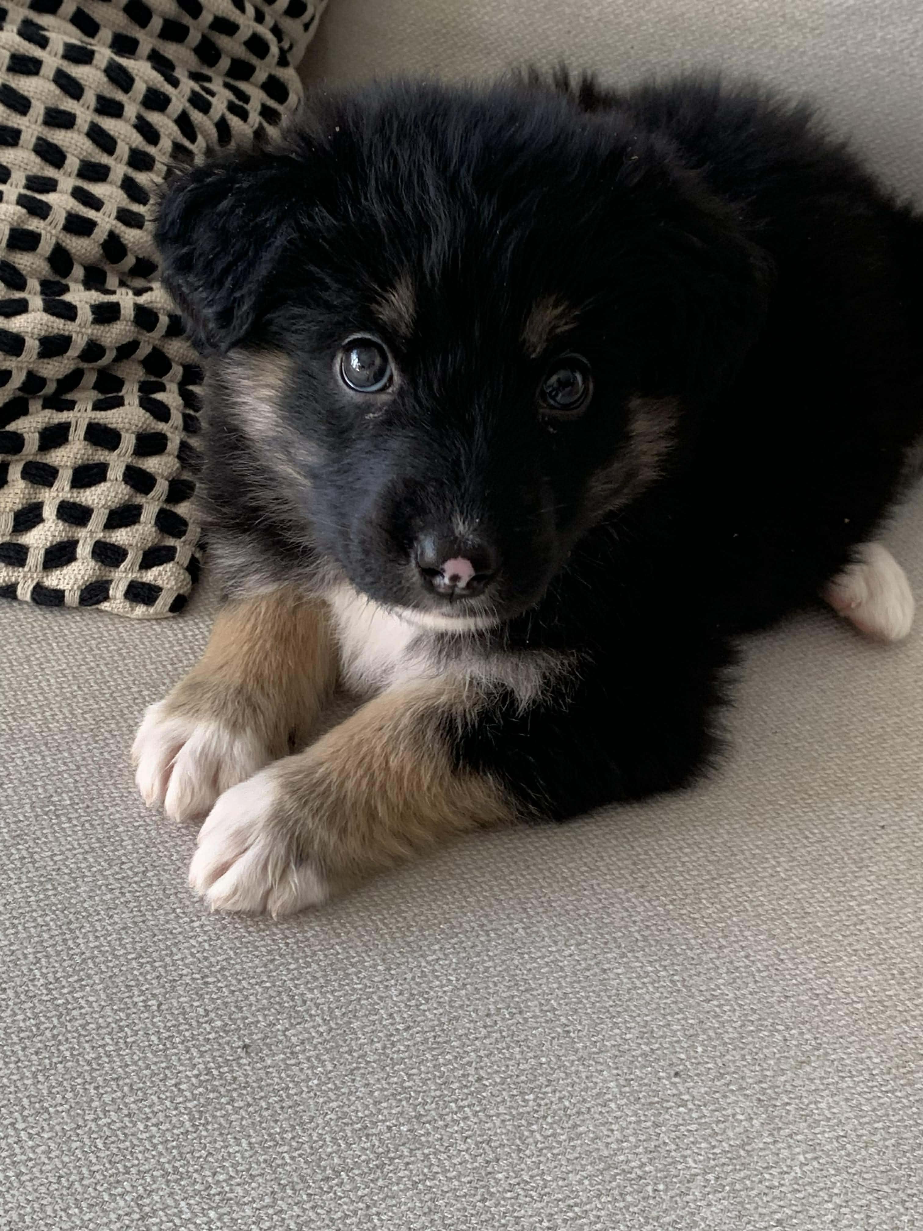 Enlarge Frankie, an adoptable mixed breed in Winnipeg, MB image 3/4