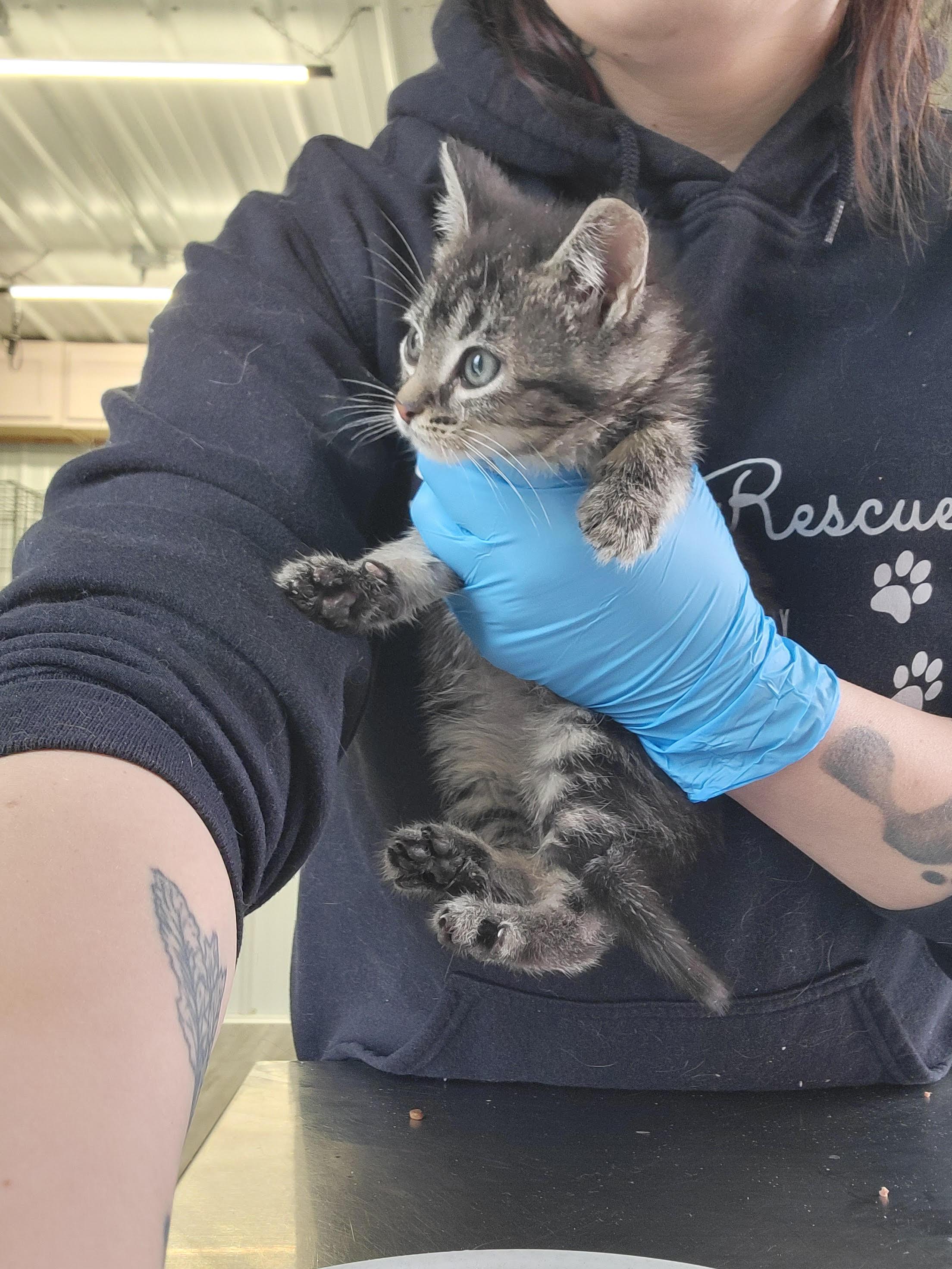 Enlarge Pistachio, an adopted American Shorthair in Fertile, MN image 1/1