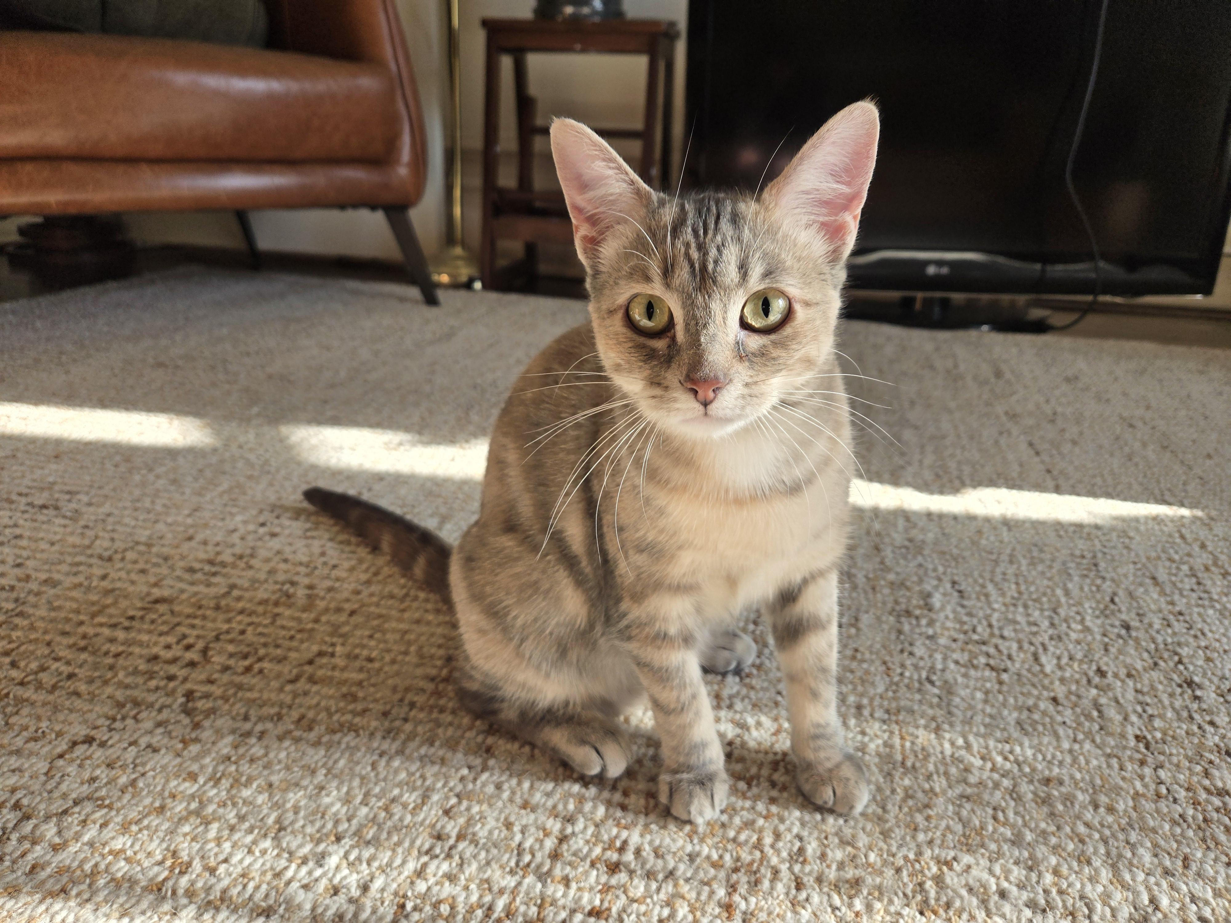 Sarabi, a ADOPTABLE Domestic Short Hair in Hamilton, ON image 5/5