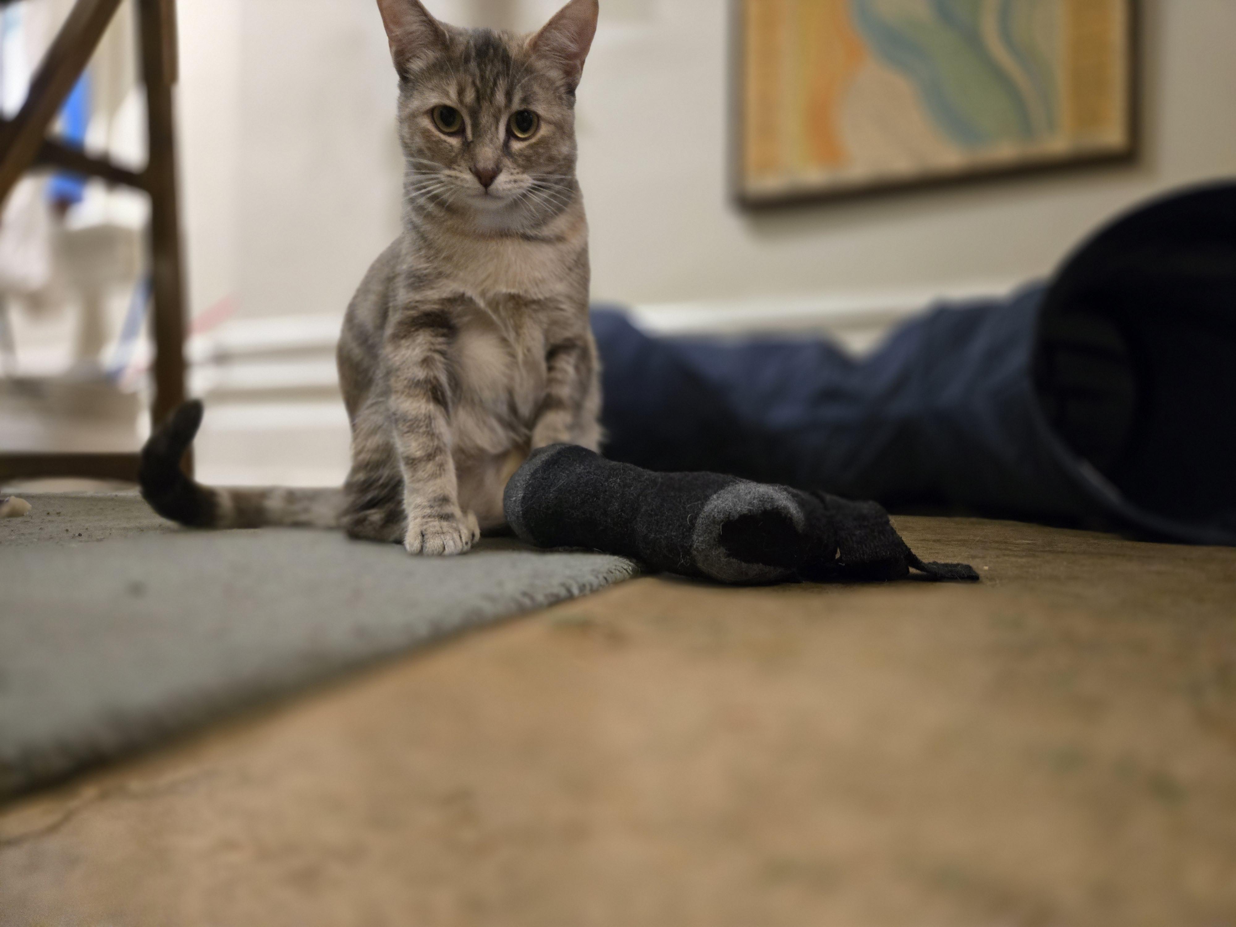 Sarabi, a ADOPTABLE Domestic Short Hair in Hamilton, ON image 4/5