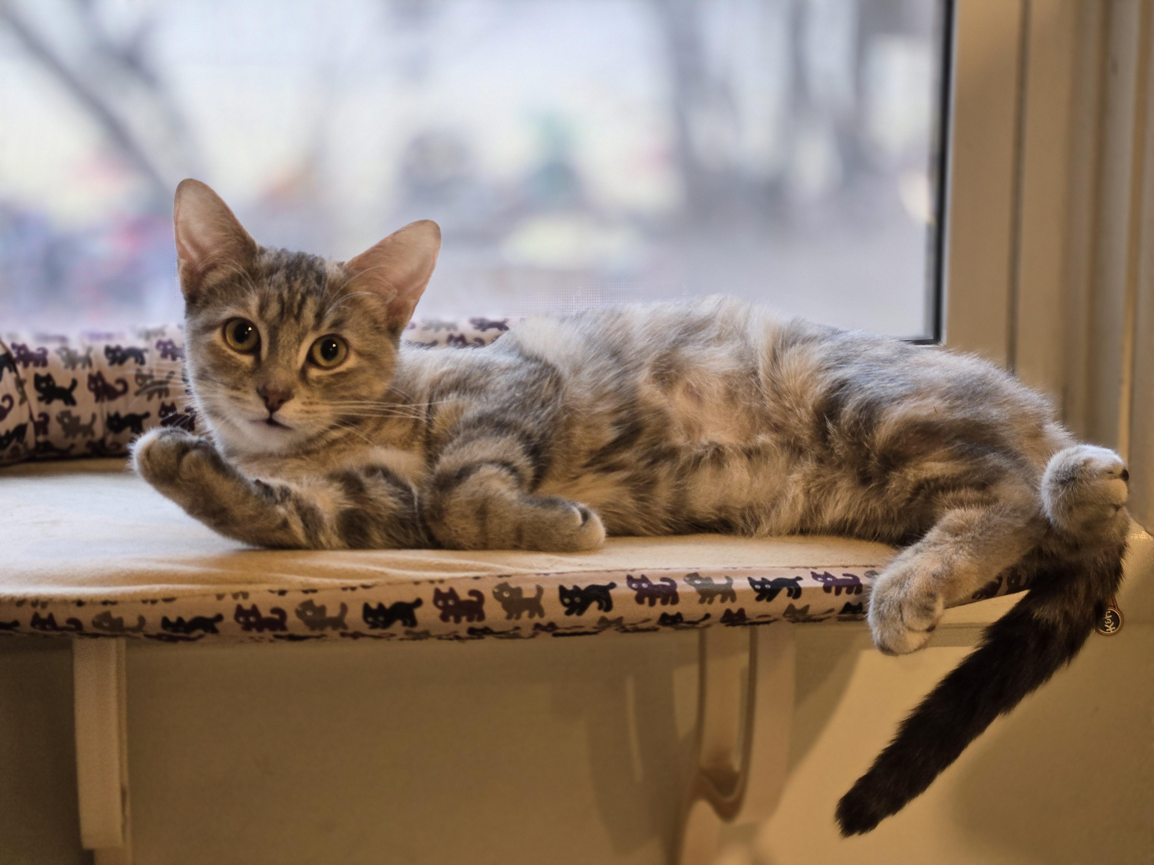 Sarabi, ADOPTABLE, Young Female Domestic Short Hair.