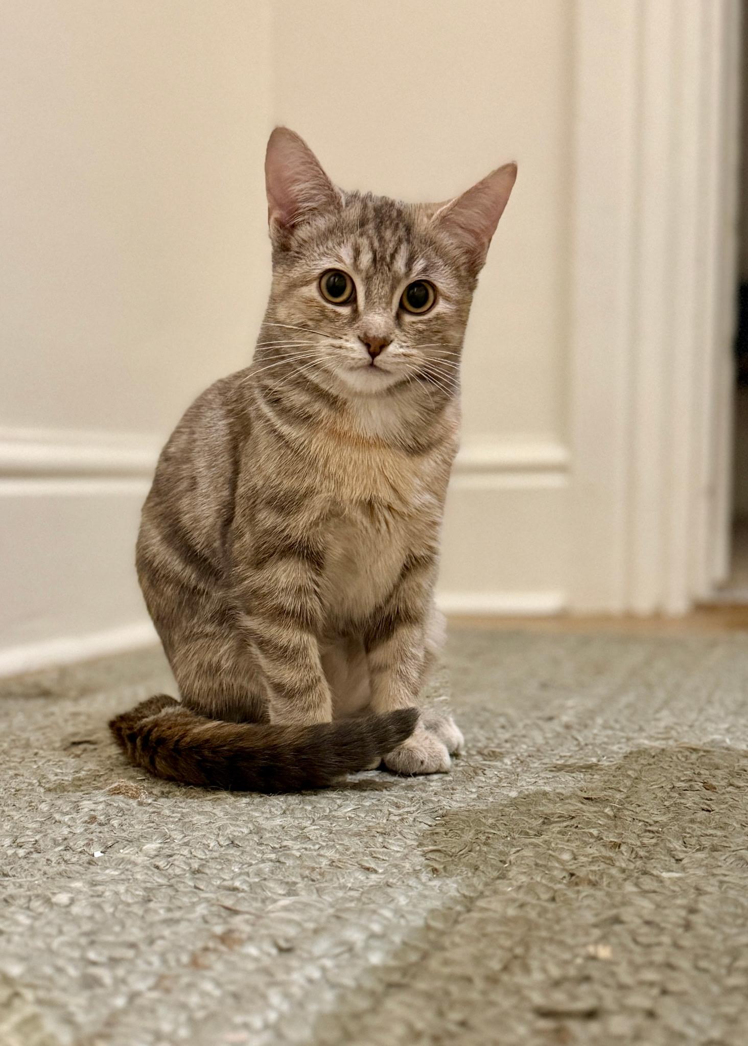 Sarabi , ADOPTABLE, Young Female Domestic Short Hair.