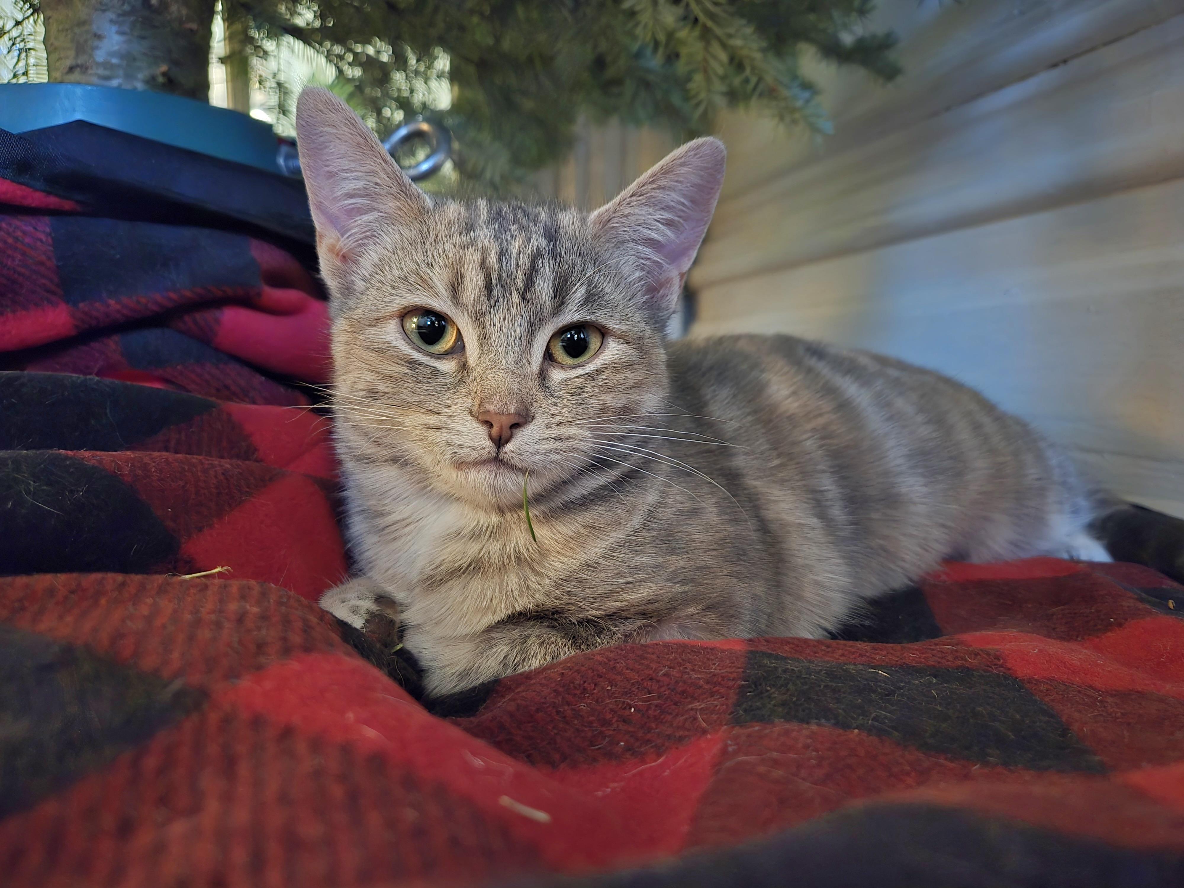 Enlarge Sarabi , a ADOPTABLE Domestic Short Hair in Hamilton, ON image 3/3