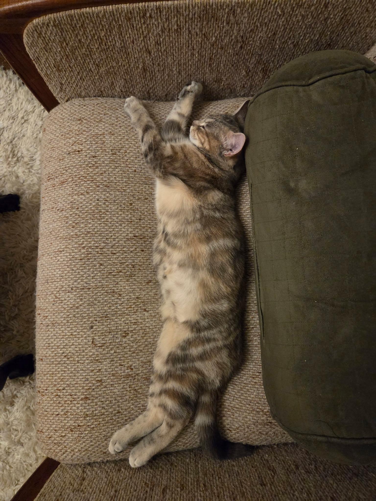 Enlarge Sarabi , a ADOPTABLE Domestic Short Hair in Hamilton, ON image 2/3