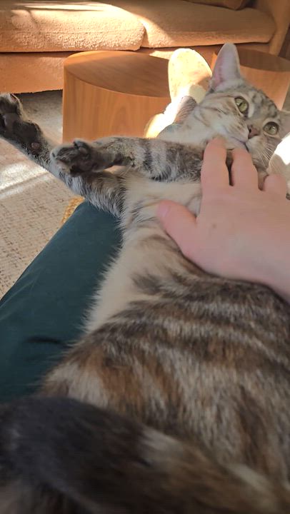 Enlarge Sarabi, a ADOPTABLE Domestic Short Hair in Hamilton, ON video 3/5