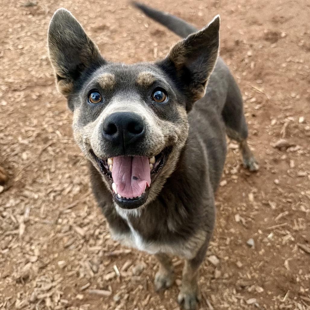 Enlarge Posey, a Adoptable Mixed Breed in Moab, UT image 1/6
