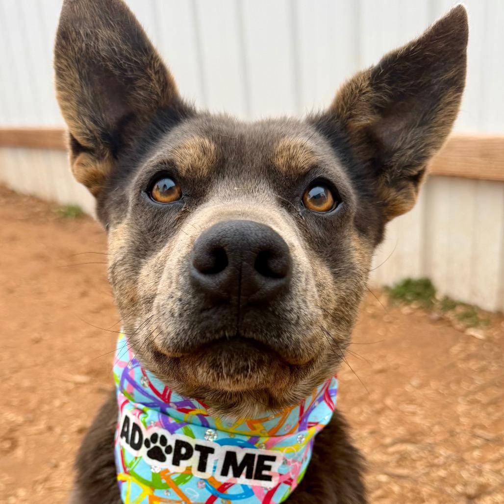 Enlarge Posey, a Adoptable Mixed Breed in Moab, UT image 2/6