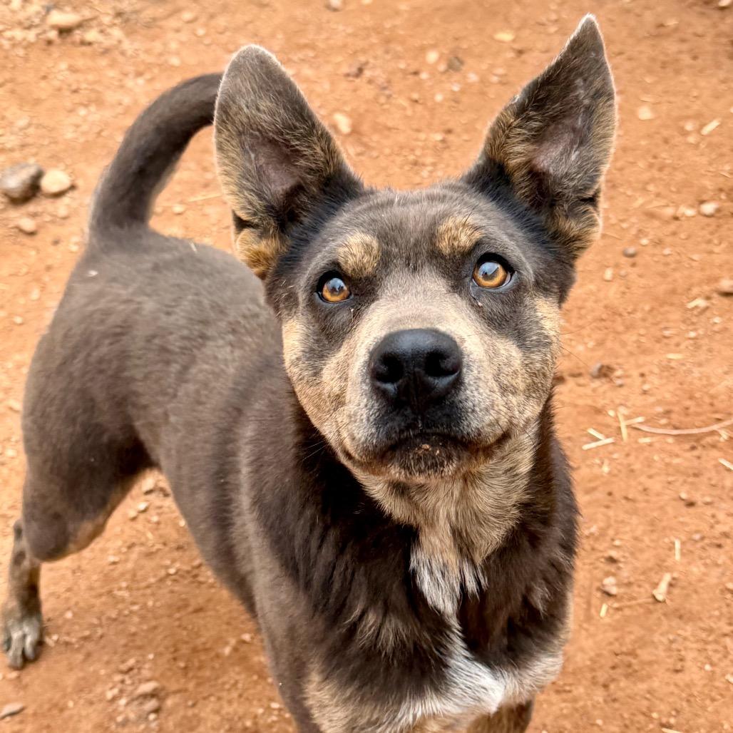 Enlarge Posey, a Adoptable Mixed Breed in Moab, UT image 2/6