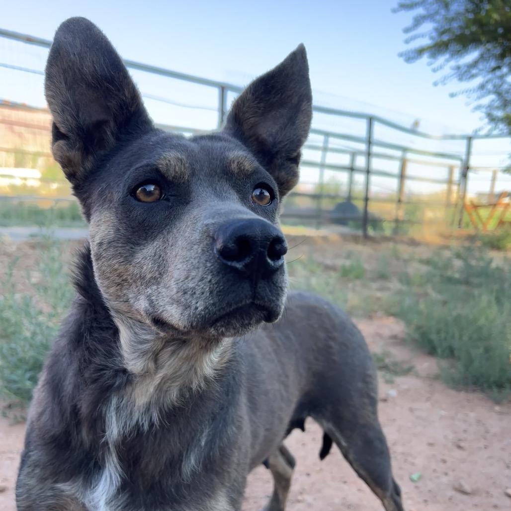 Posey, a Adoptable Mixed Breed in Moab, UT image 2/6