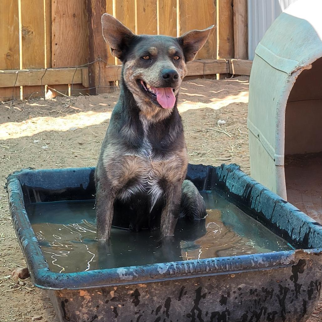 Posey, a Adoptable Mixed Breed in Moab, UT image 3/6