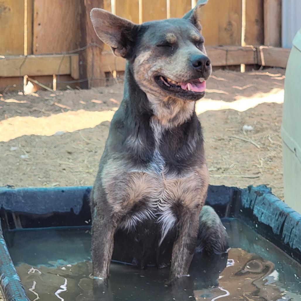 Posey, a Adoptable Mixed Breed in Moab, UT image 4/6