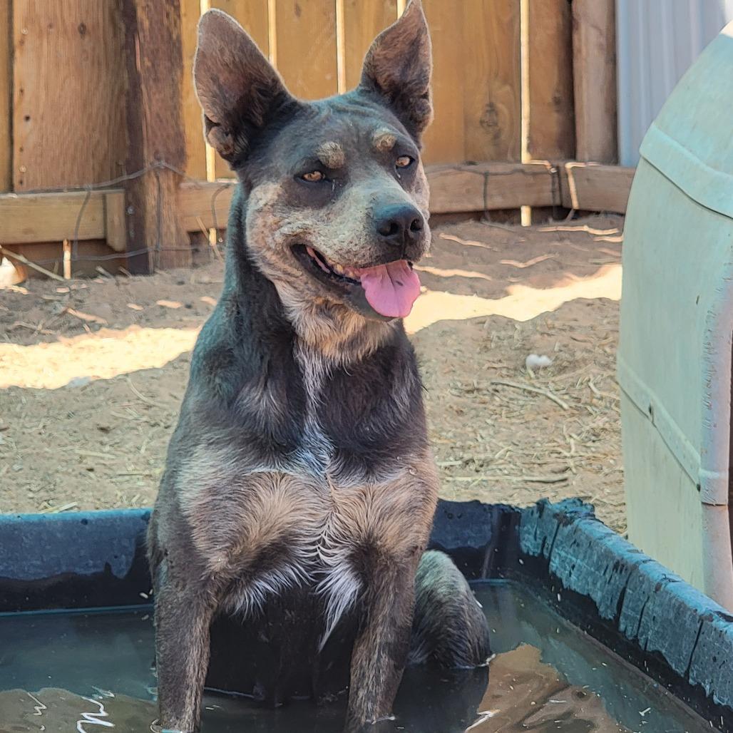 Posey, a Adoptable Mixed Breed in Moab, UT image 6/6