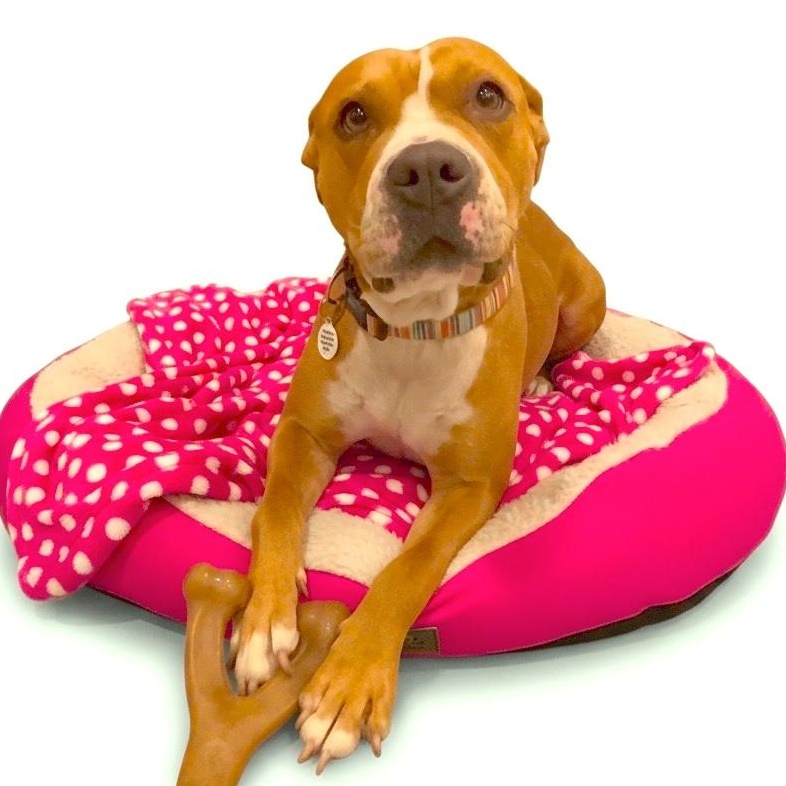 Khloe, Adoptable, Adult Female Pit Bull Terrier & Boxer.