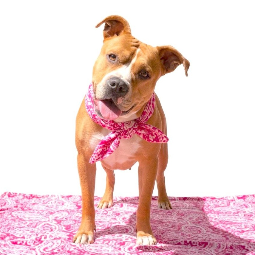 Khloe, a Adoptable mixed breed in Sun Valley, CA image 2/6