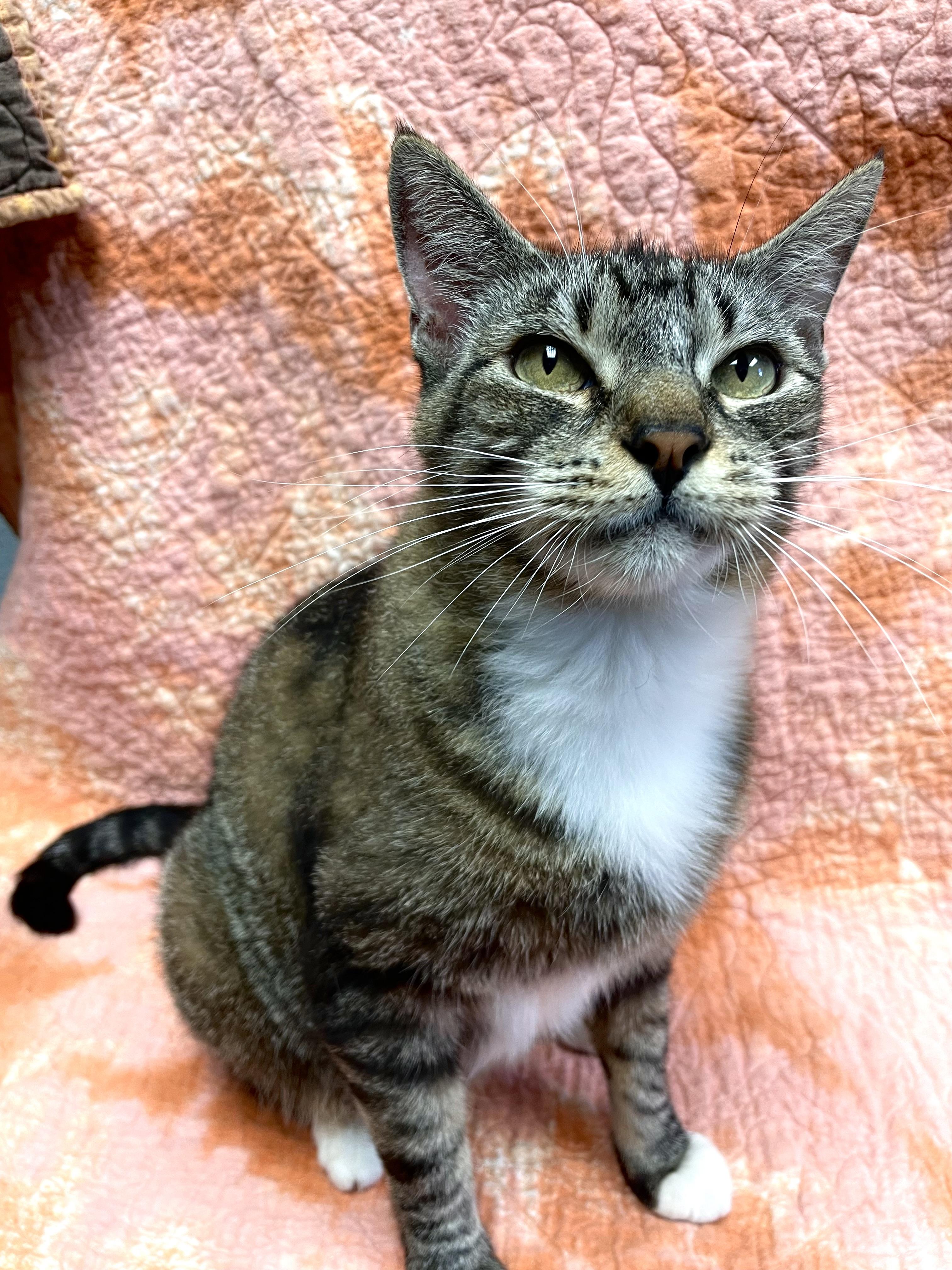 Boots, ADOPTABLE, Adult Female Domestic Short Hair.