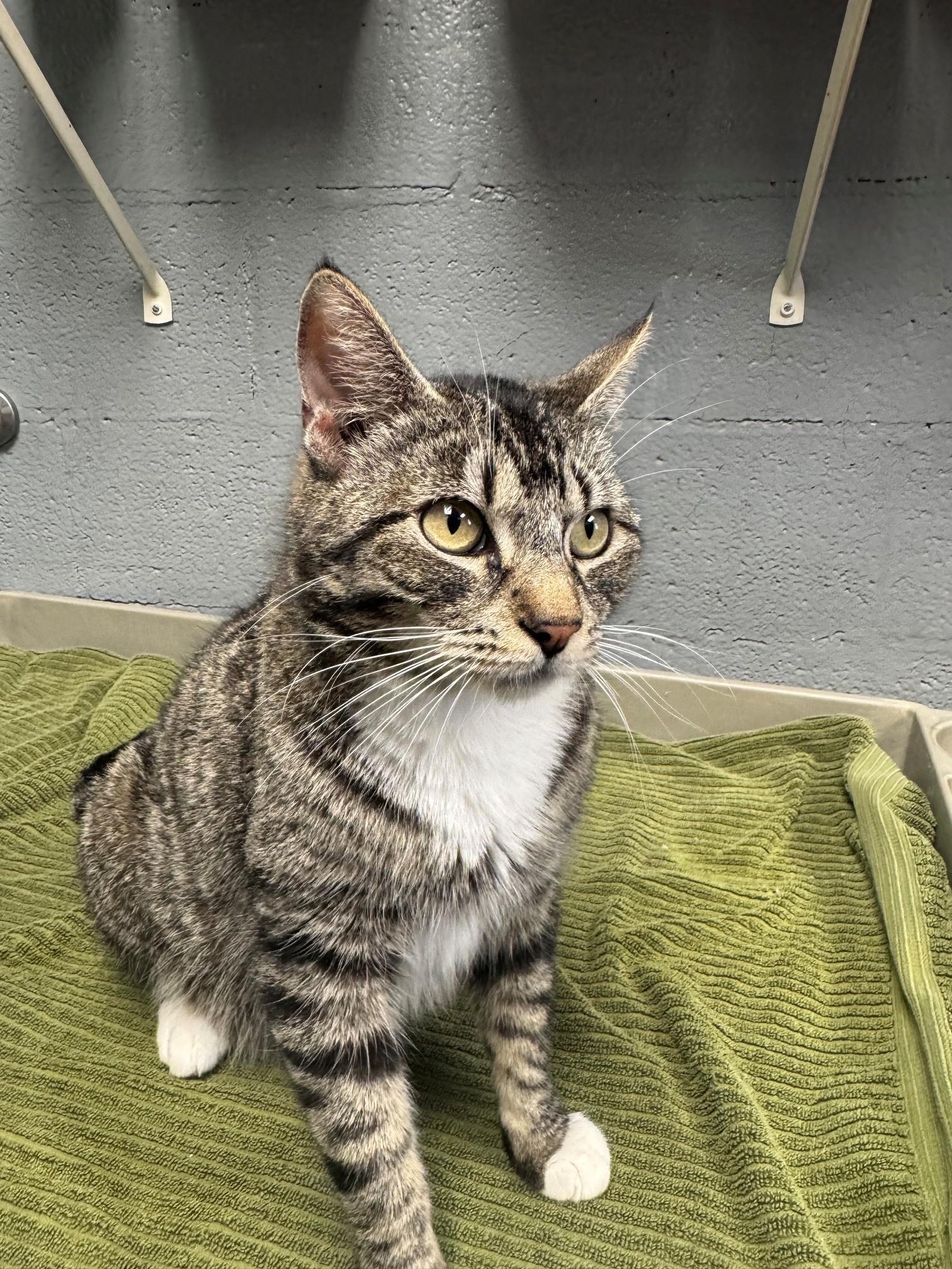 Boots, ADOPTABLE, Adult Female Domestic Short Hair.