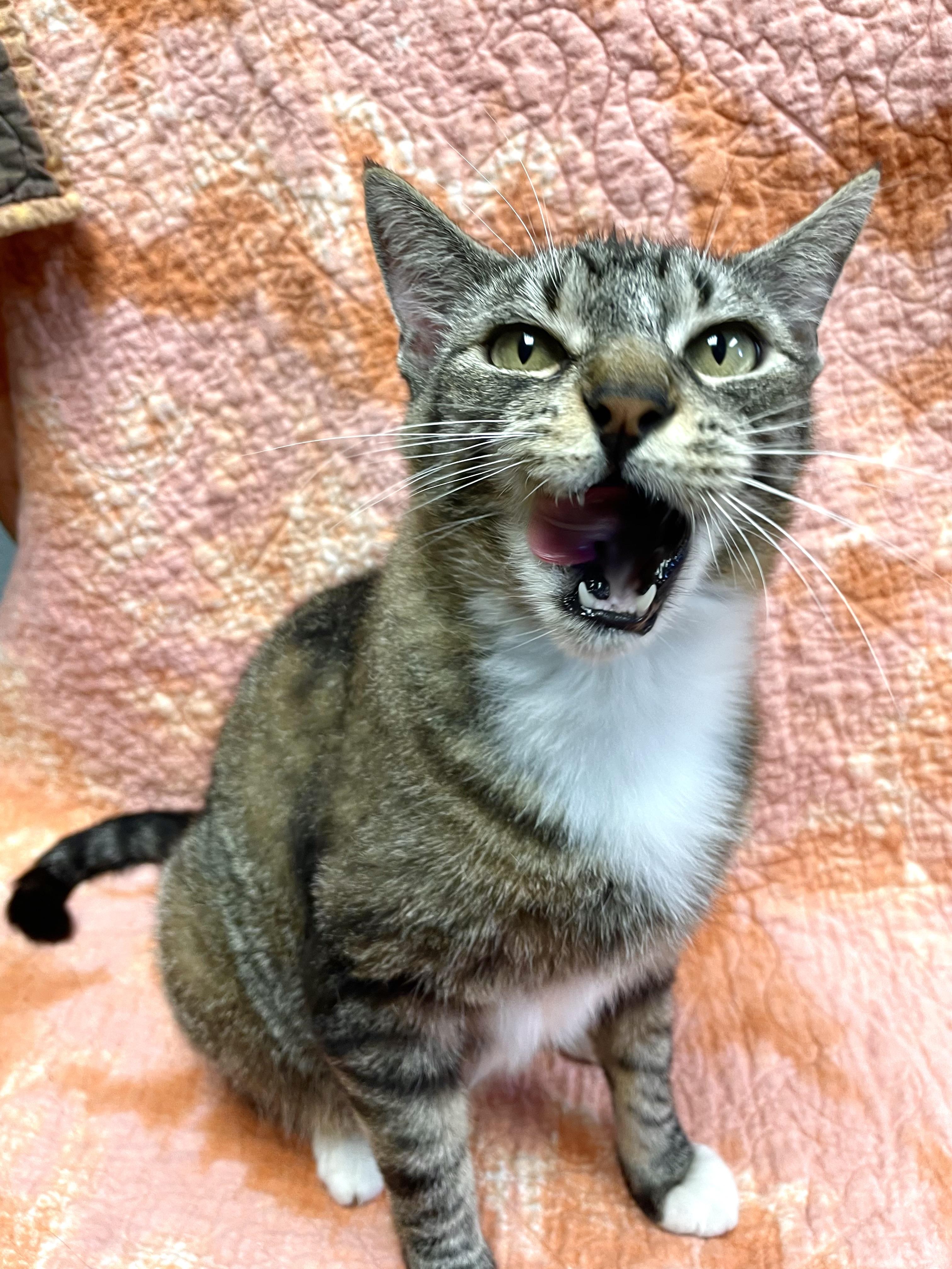 Boots, ADOPTABLE, Adult Female Domestic Short Hair.