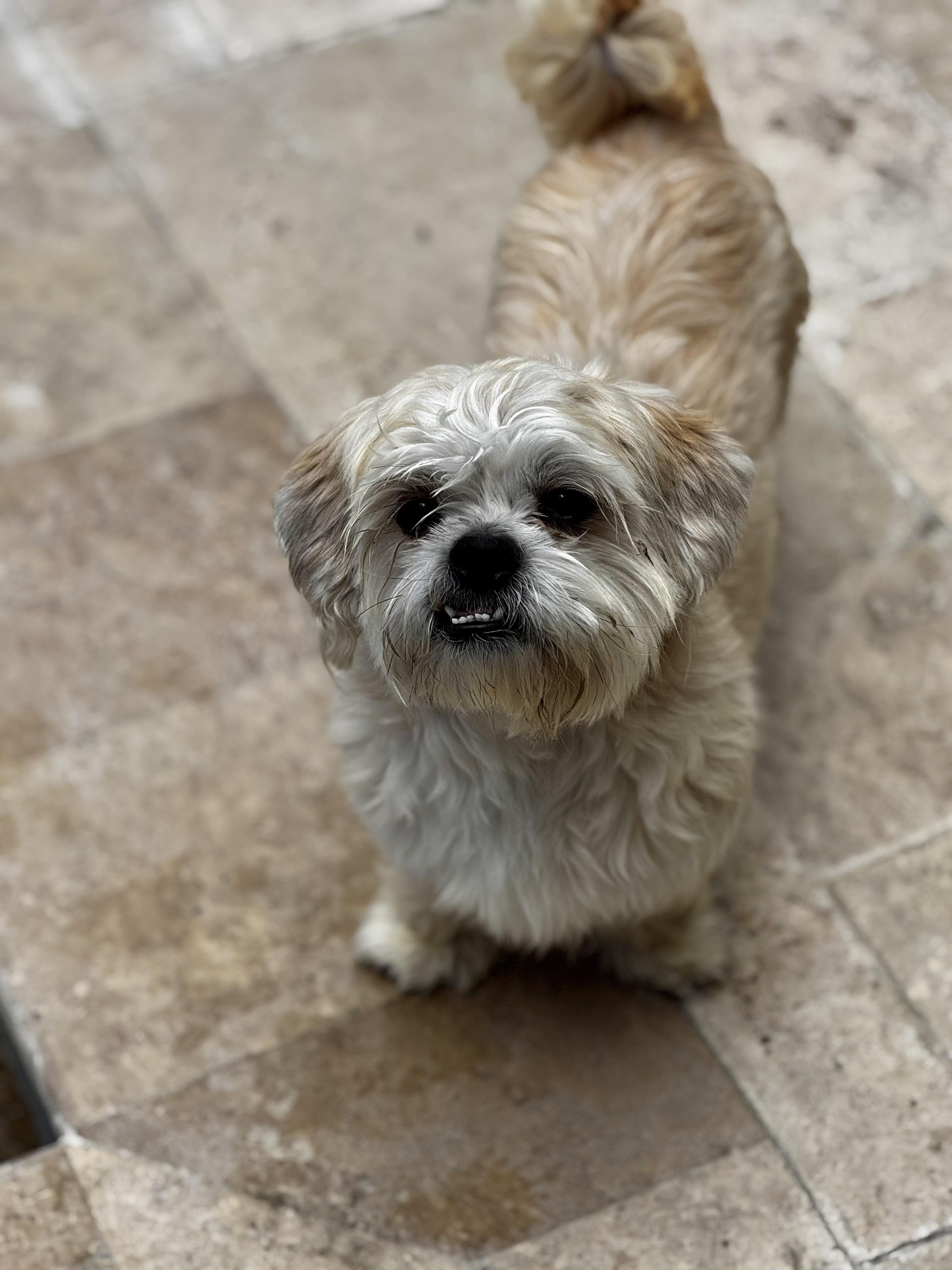 Scooter, a Adoptable Shih Tzu in Orlando, FL image 5/5