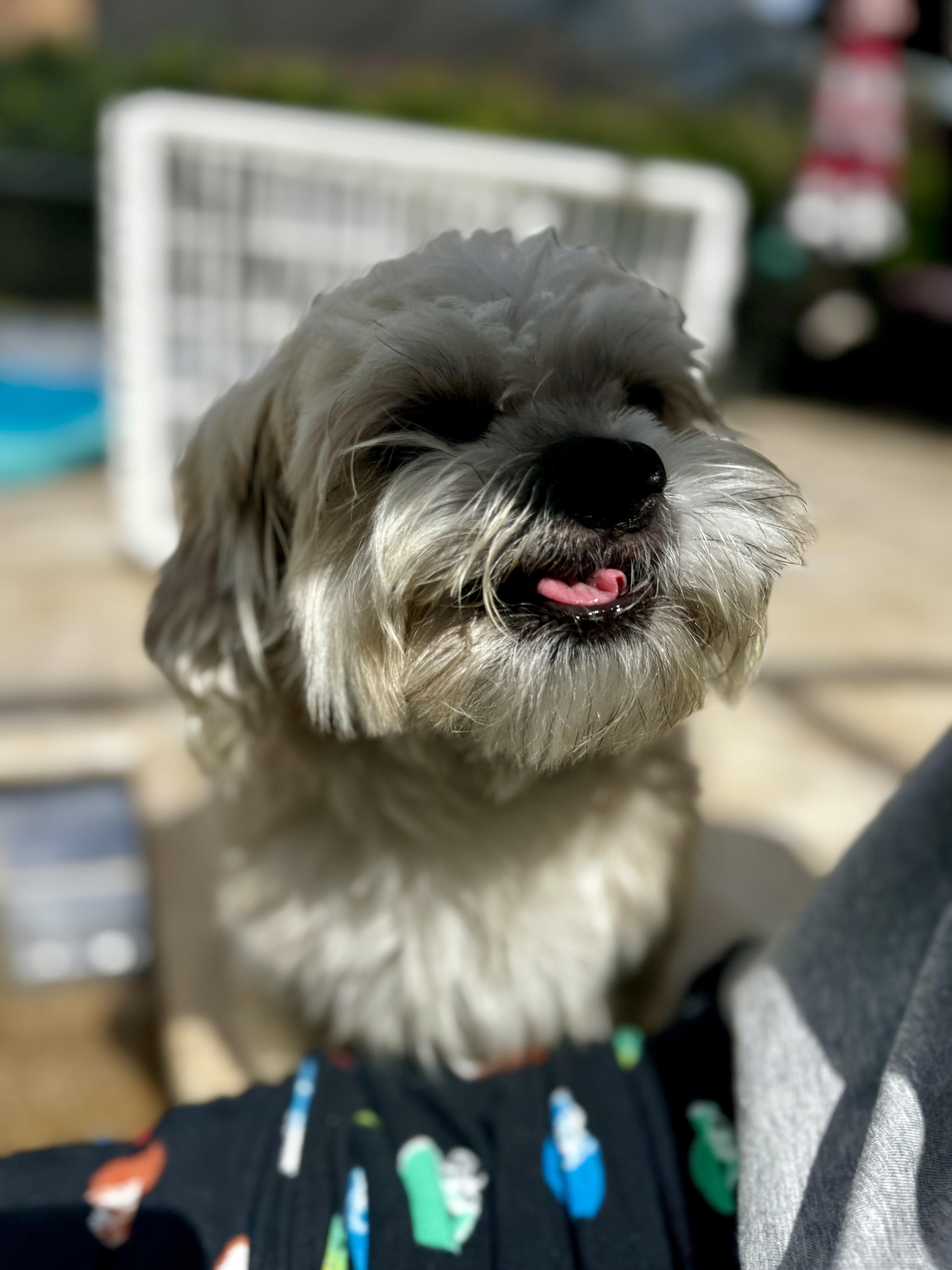 Scooter, a Adoptable Shih Tzu in Orlando, FL image 2/5