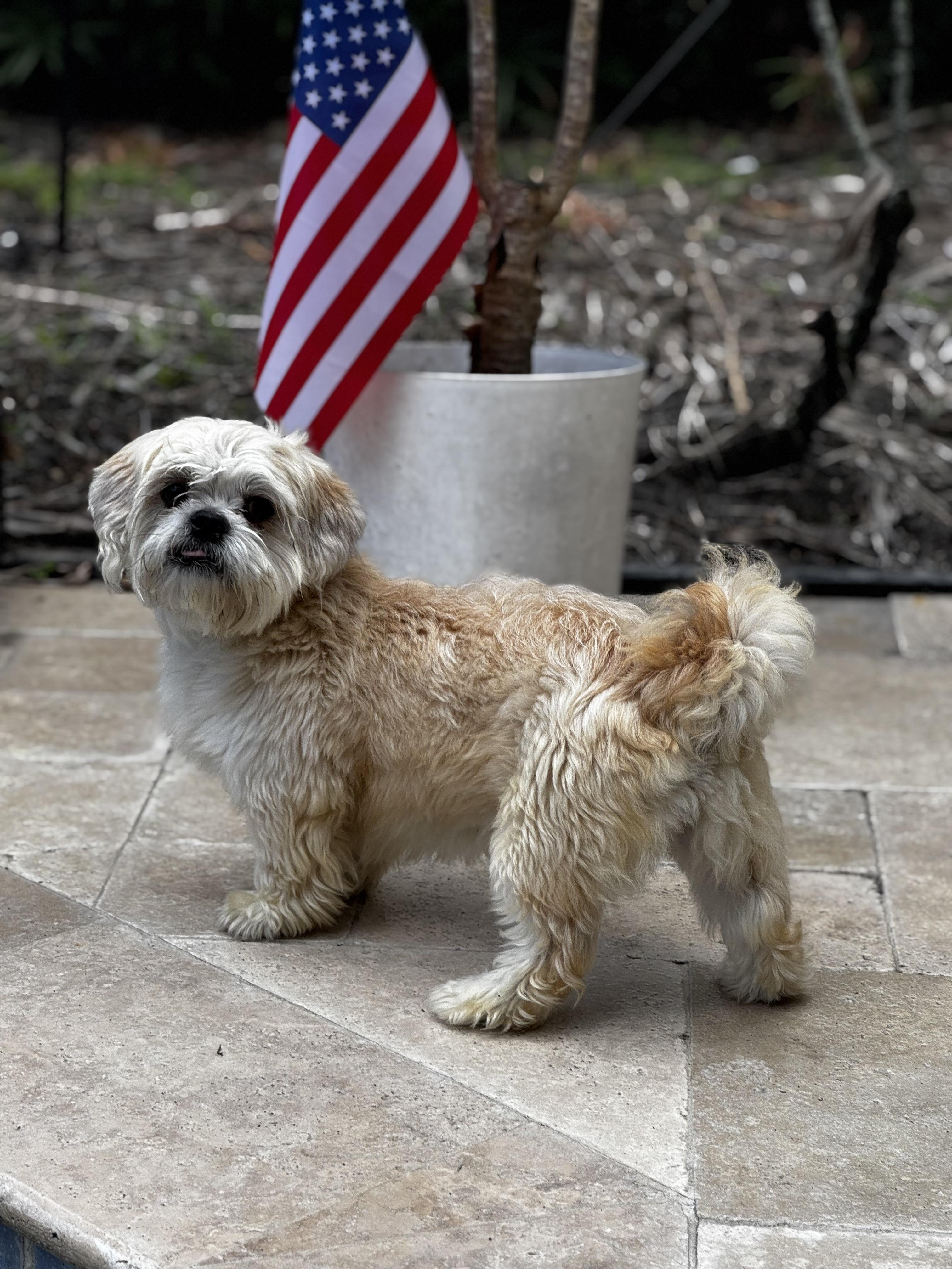 Scooter, Adoptable, Adult Male Shih Tzu.